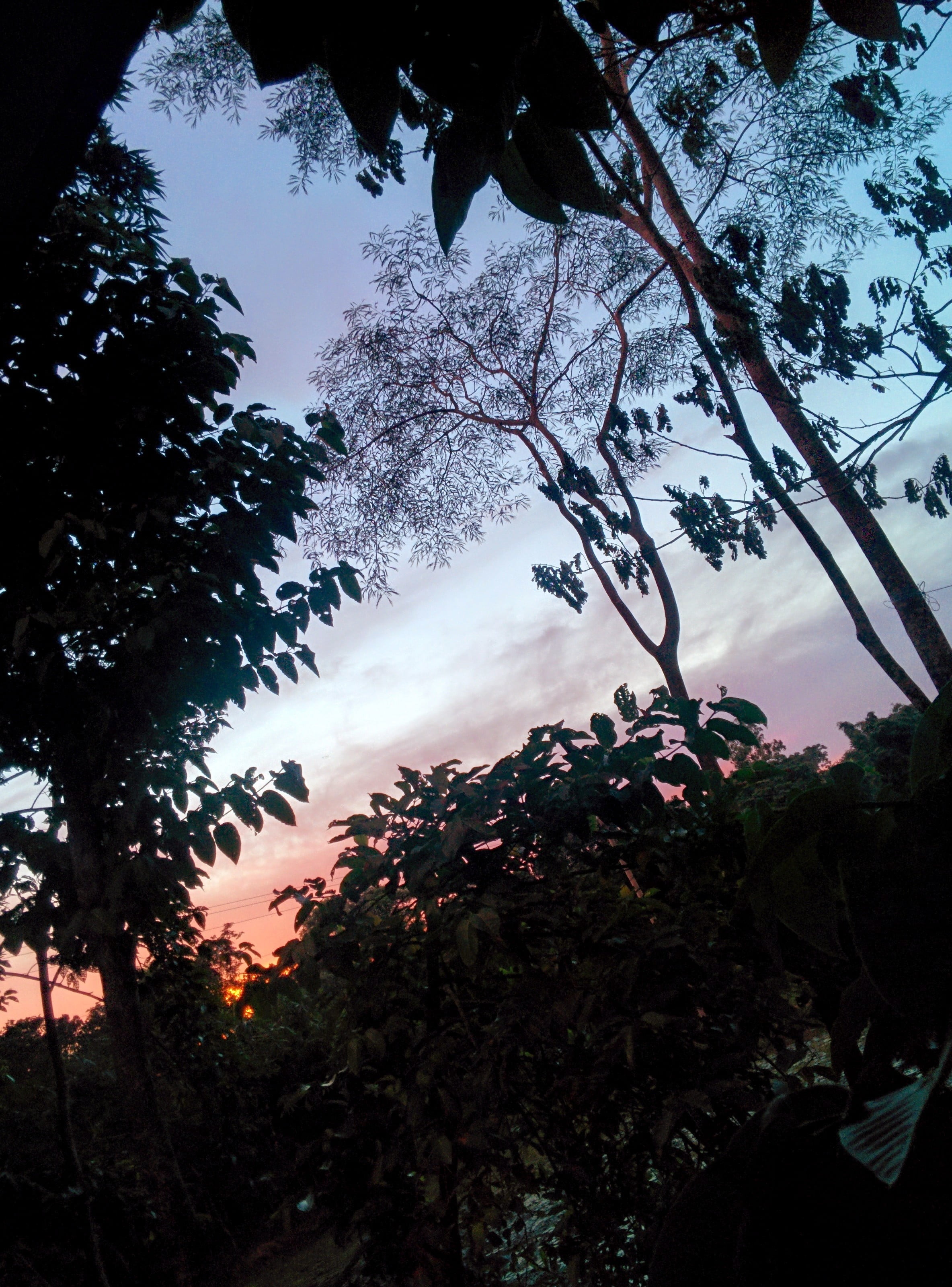 sunset, forest, tree, beauty in nature, tranquility, nature, 2K, land, growth, low angle view, day, plant part, silhouette, scenics - nature, palm trees, Phone HD Wallpaper