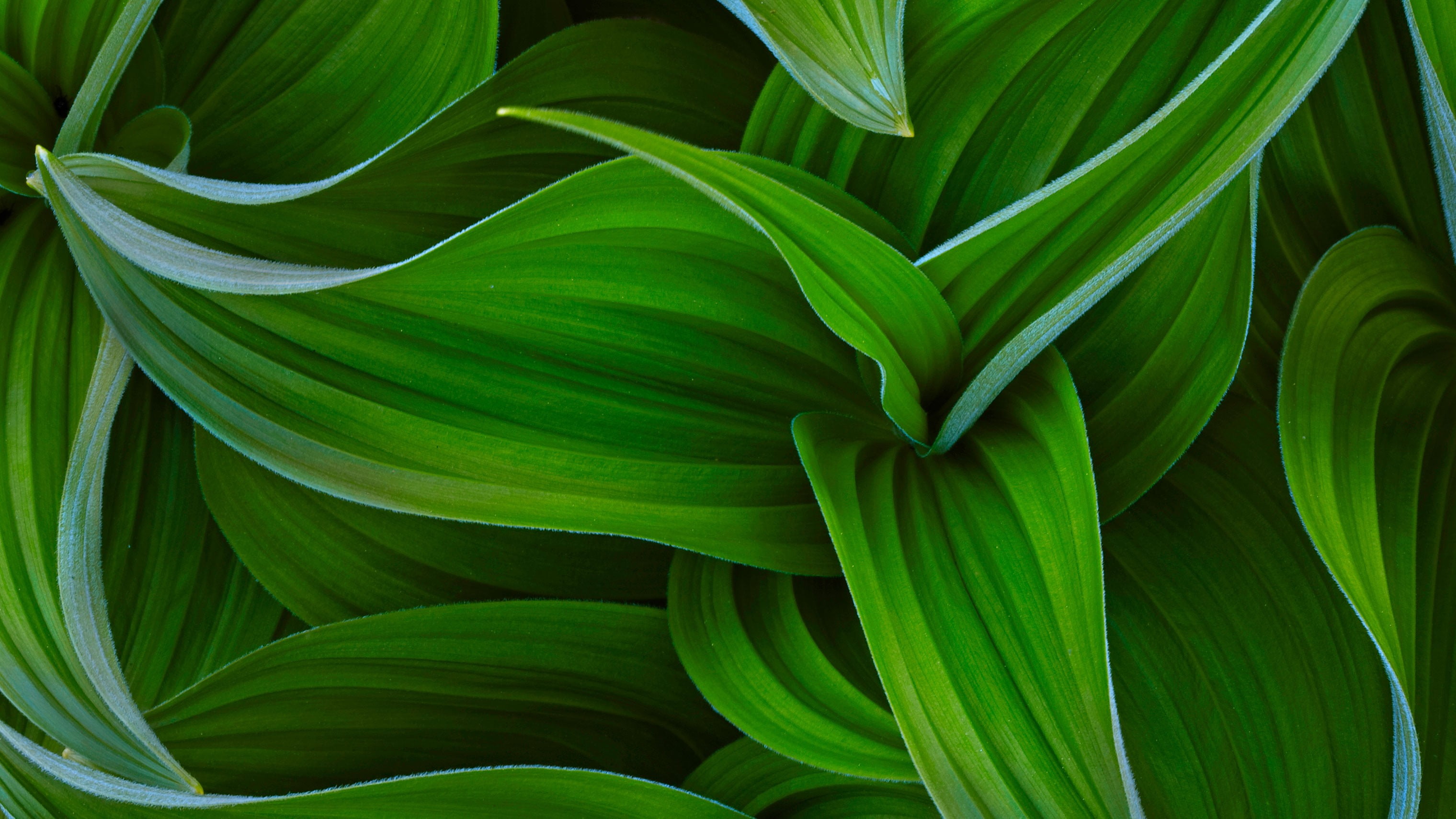 green color, botany, day, no people, outdoors, leaf, vulnerability, nature, plants, plant part, beauty in nature, freshness, pattern, backgrounds, plant, HD Wallpaper