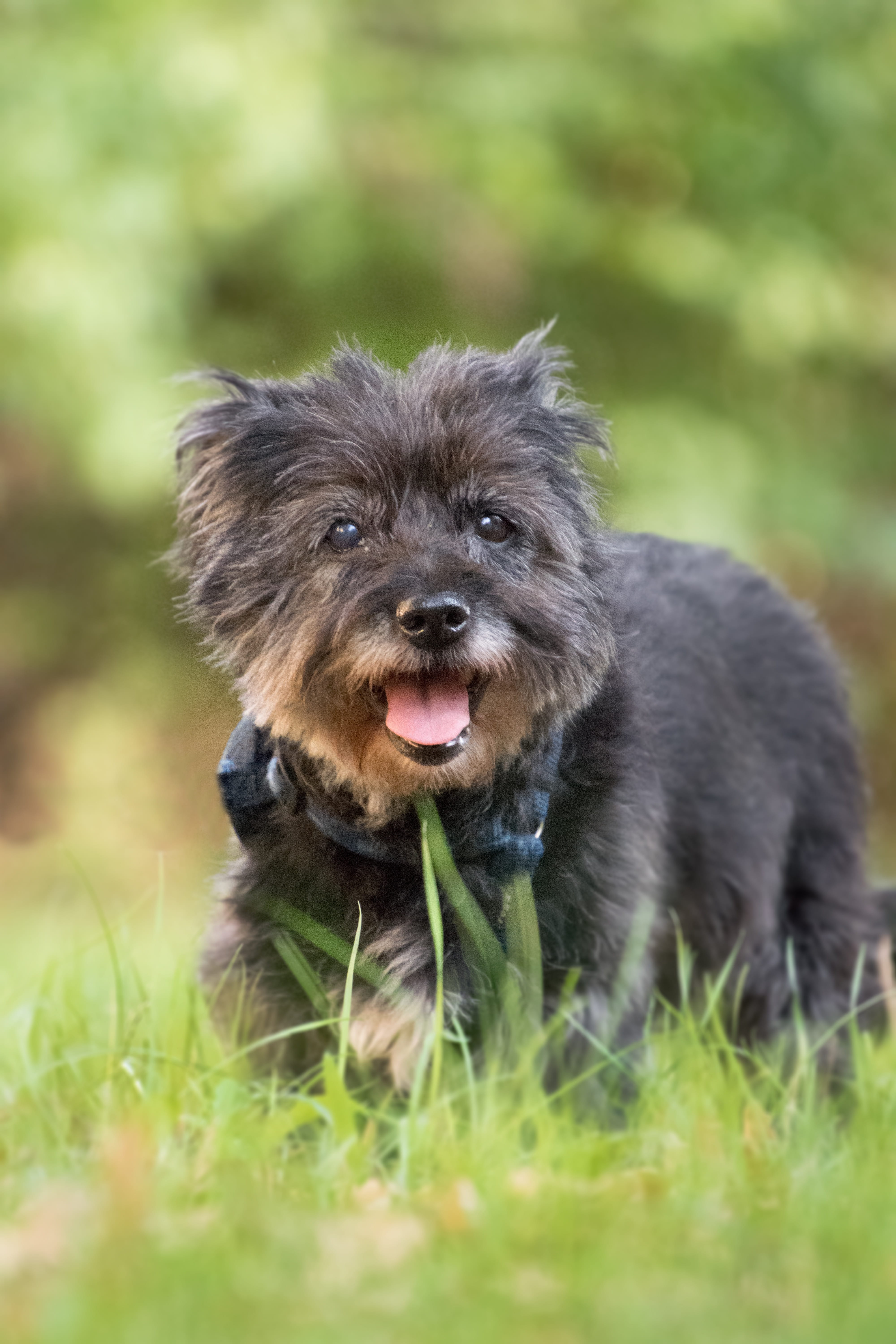 canine, animal, domestic animals, dog, one animal, mammal, old, animal head, nature, vertebrate, pets, 5K, mouth open, land, looking at camera, green color, Phone HD Wallpaper