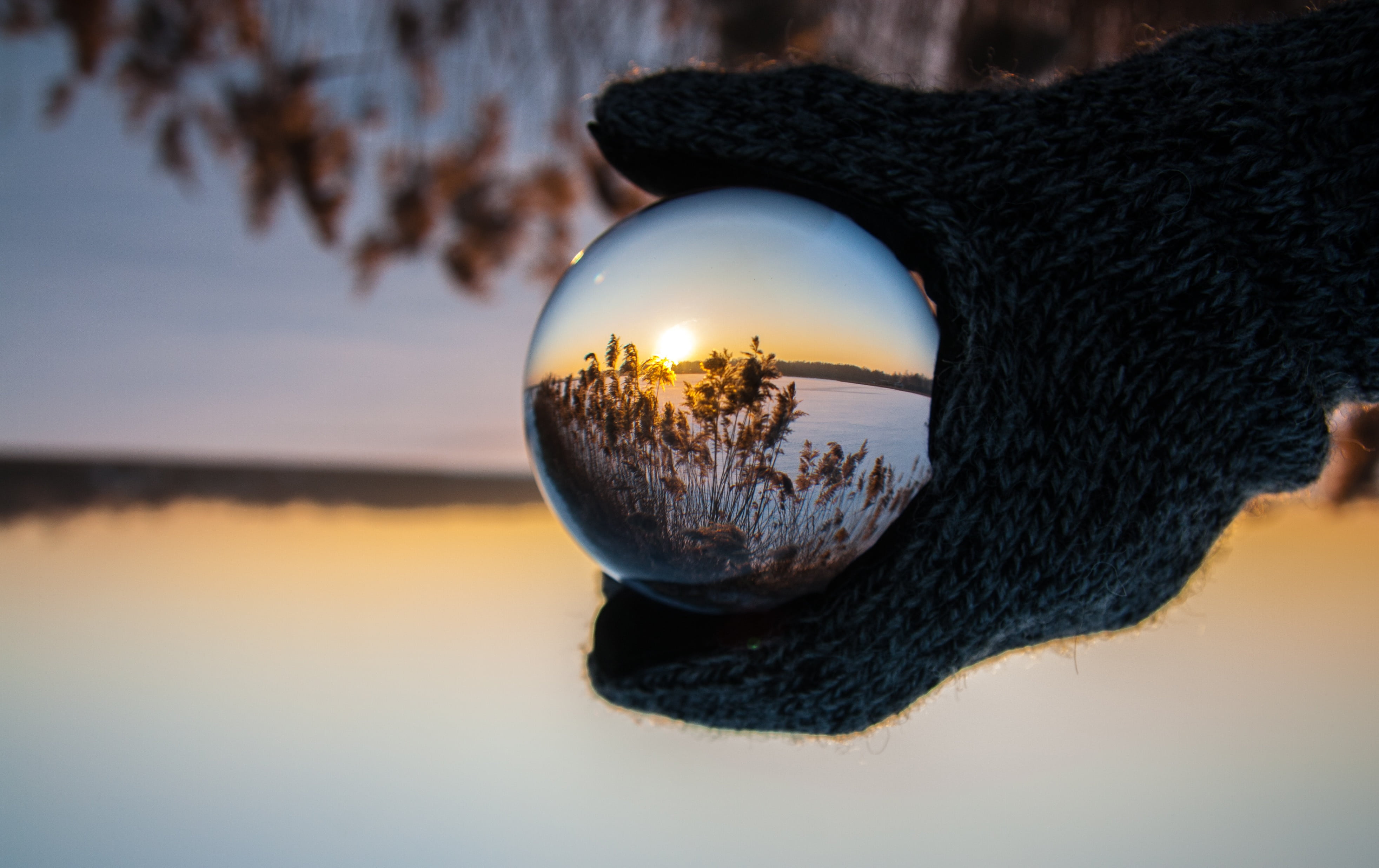 tranquility, photography, close-up, sky, animal themes, sunset, showing, plant, one animal, scenics - nature, clear, grass, nature, winter, mammal, outdoors, HD Wallpaper