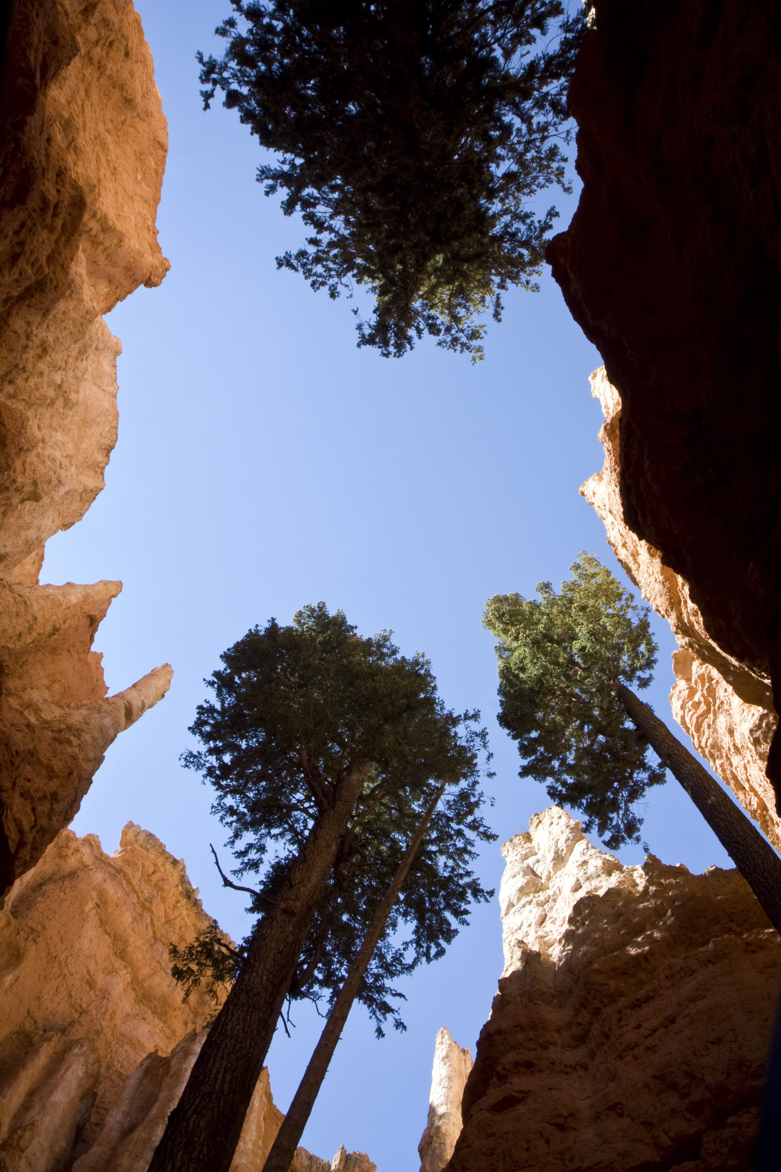 sky, low angle shot, rock formation, tree, bryce canyon, adventure, nature, outdoors, blue skies, mountain peak, physical geography, trees, formation, hoodoos, Phone HD Wallpaper