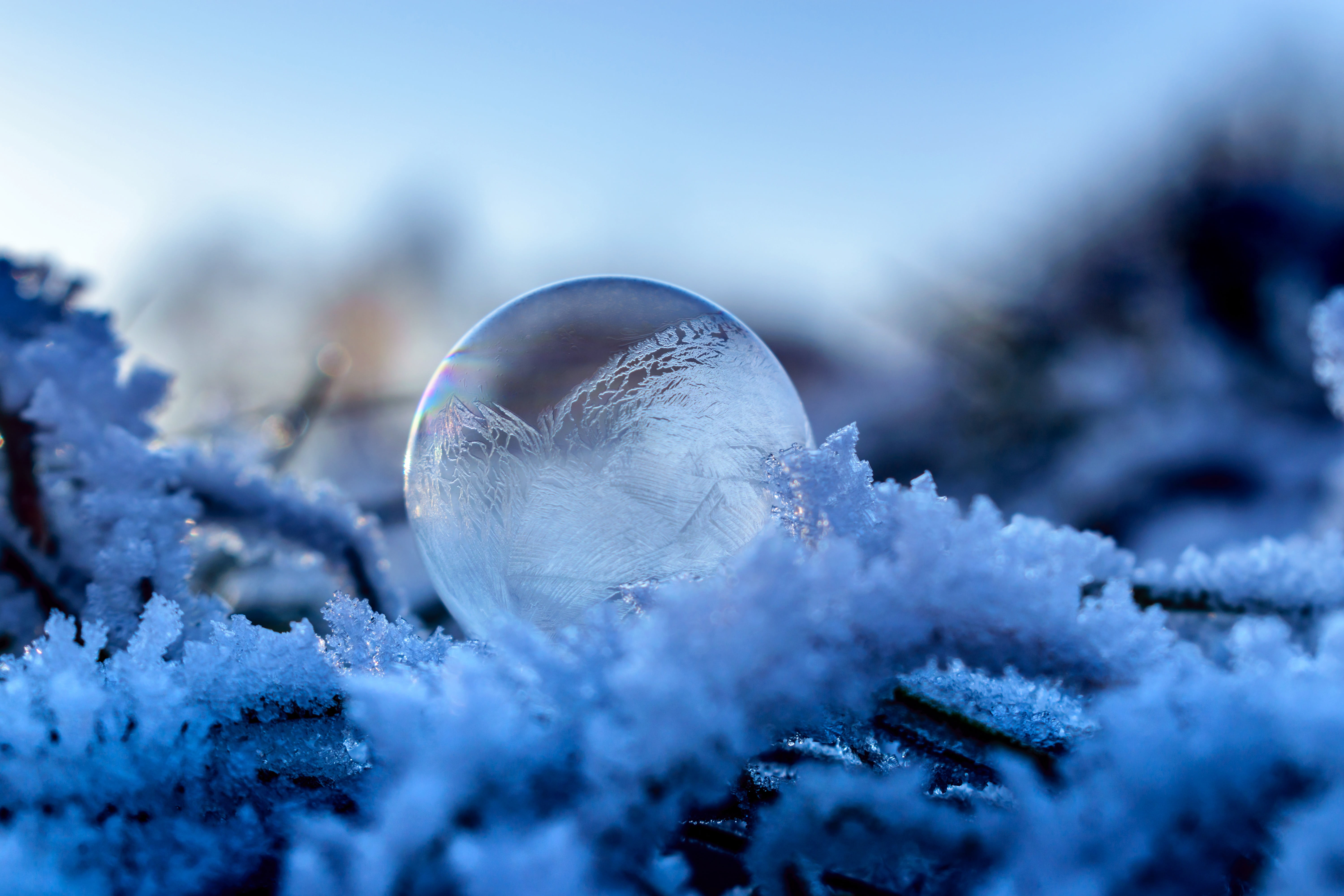 white, wintry, landscape, white color, snow, day, surface, cold temperature, fir tree, close-up, melting, forest, top, 5K, frozen bubble, blue, cold, macro, HD Wallpaper