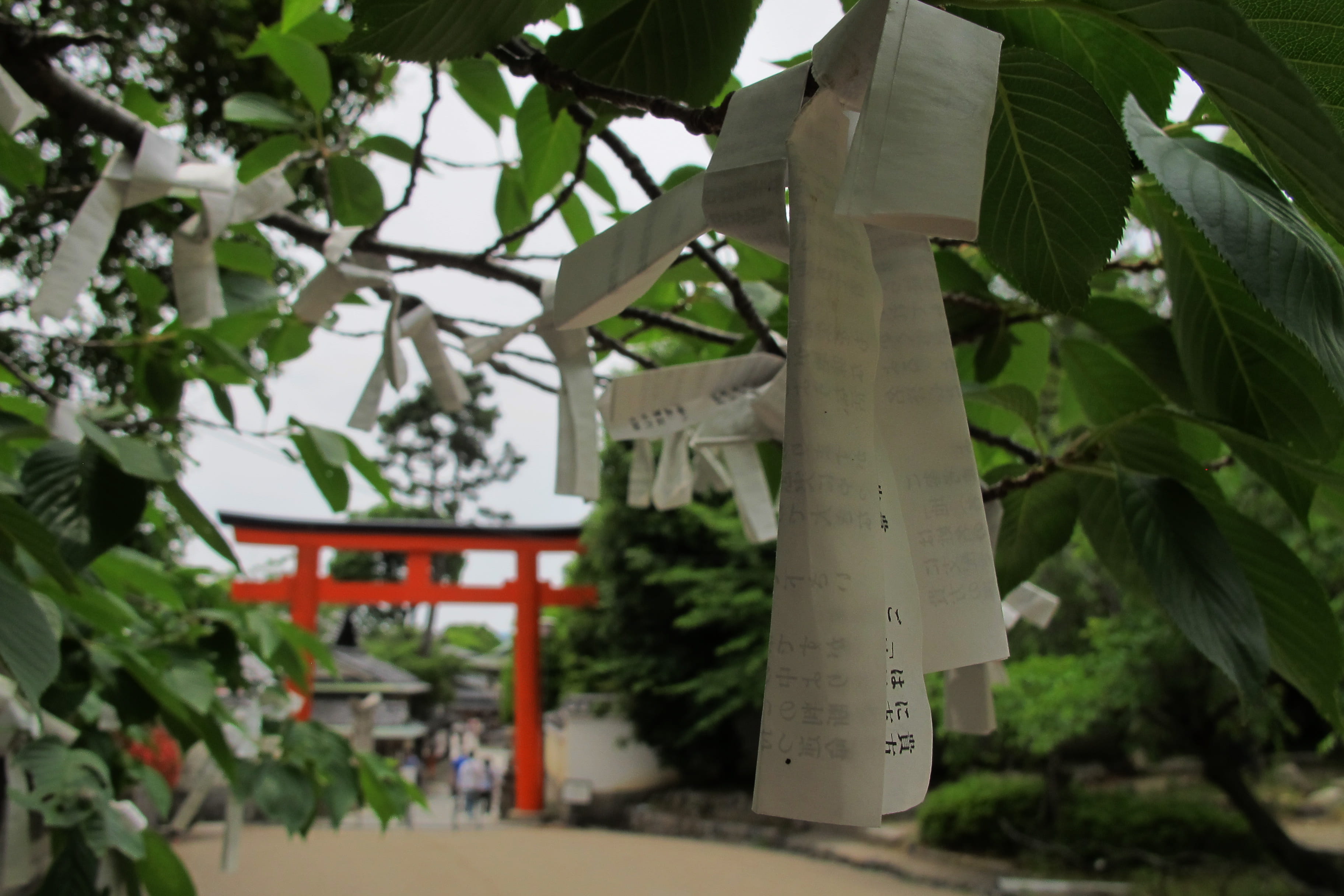 architecture, plant, outdoors, shrine, plant part, spirituality, religion, building, nature, no people, building exterior, focus on foreground, architectural column, HD Wallpaper