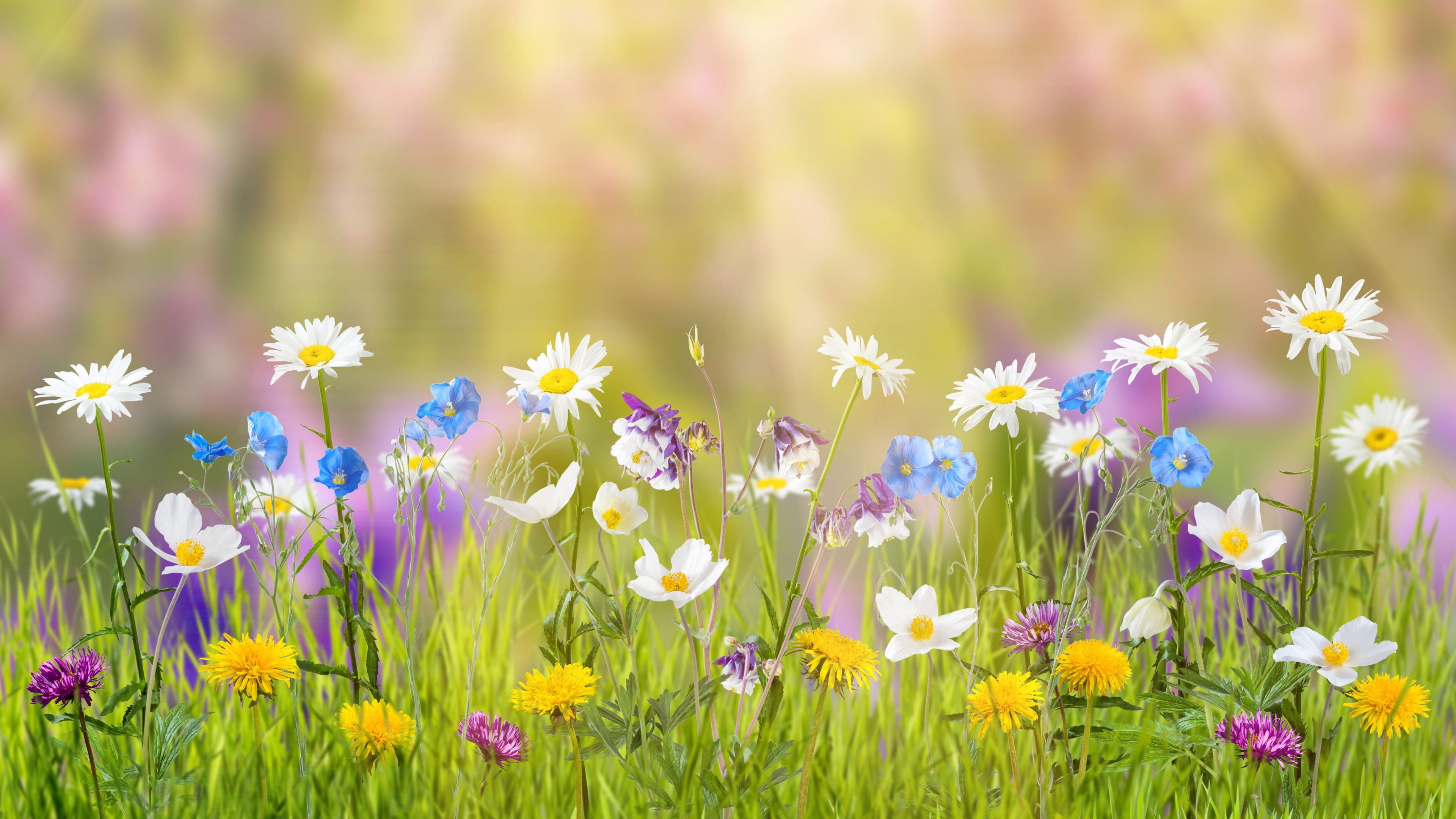 field, sunny, flowers, 4K, yellow, spring, 5k, sky, purple, flower, blue, white, HD Wallpaper