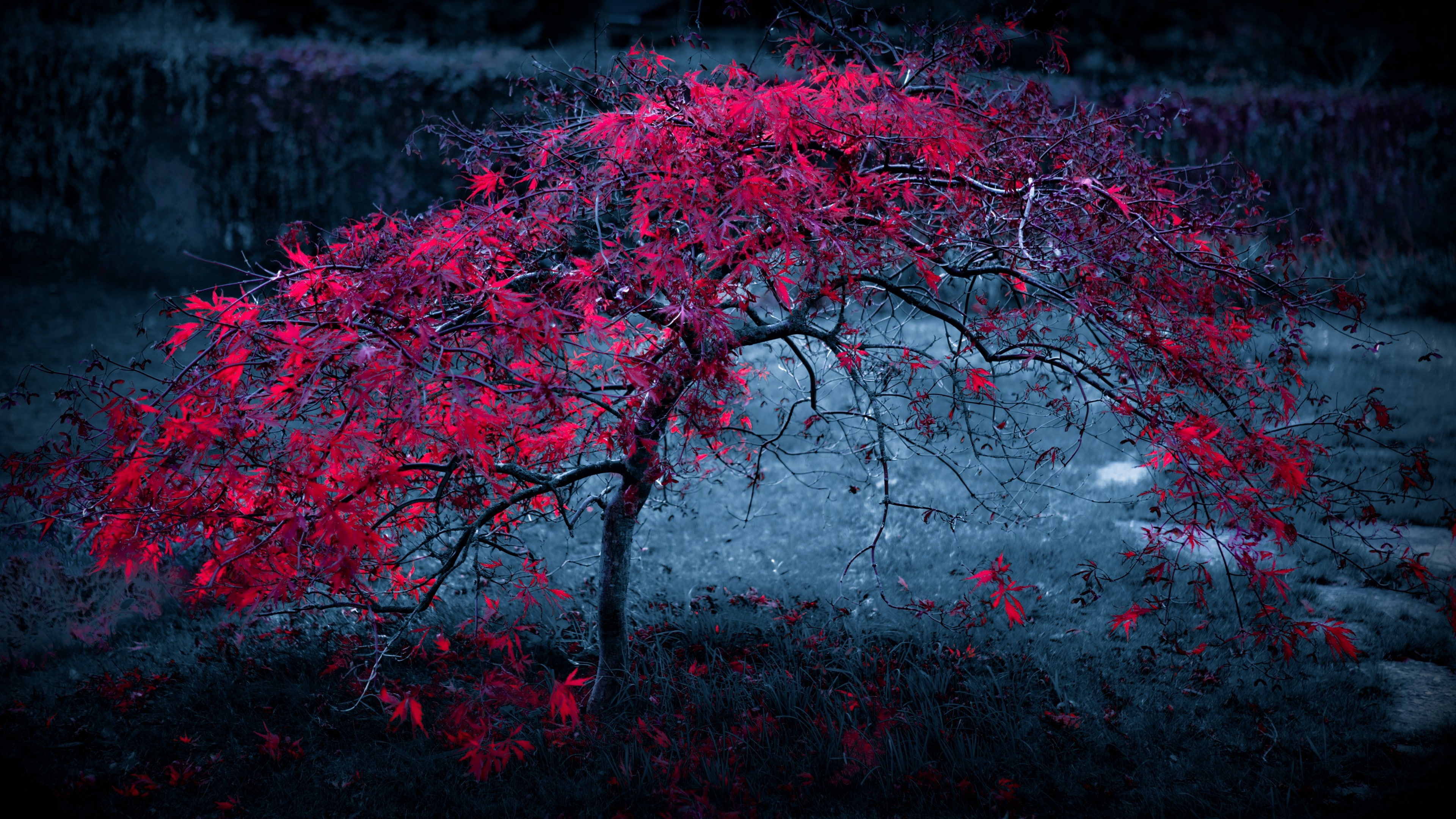 5k, violet, photo, leaves, cherry, three, 4k, red, color, blossom, selective, HD Wallpaper