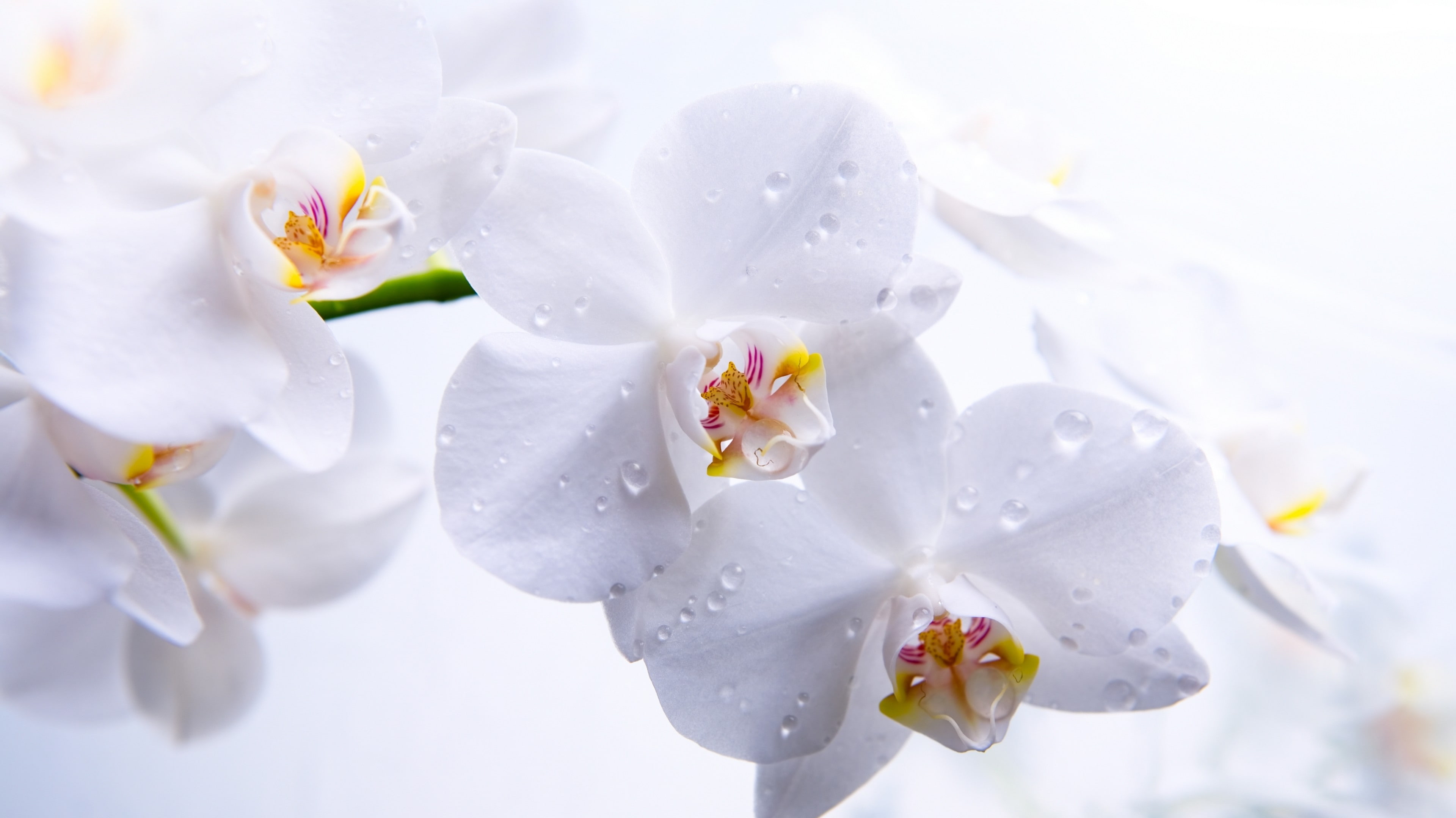 5k, macro, Orchid, photography, 4K, white, flowers, water, drops, HD Wallpaper