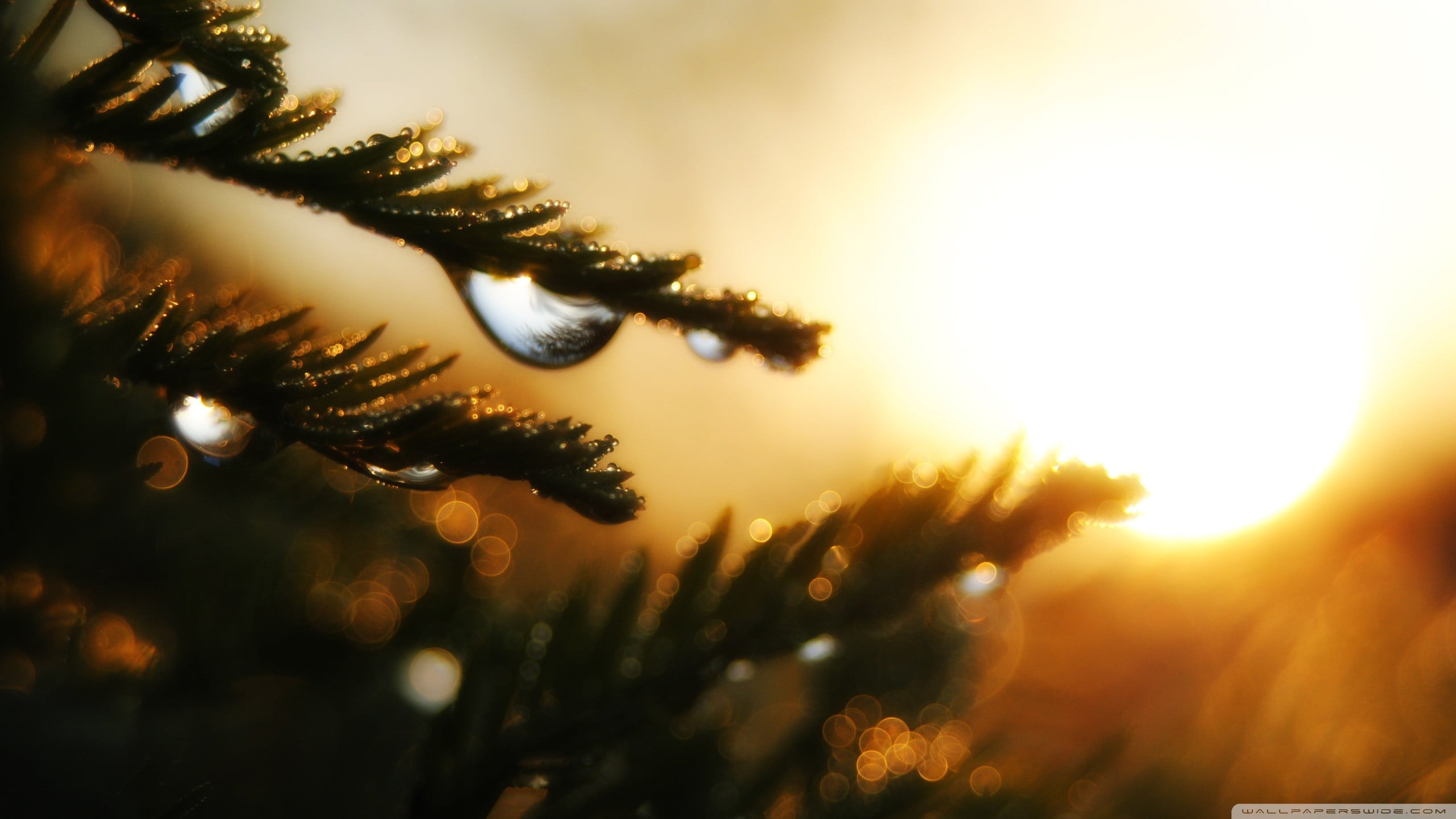 selective focus, christmas, focus on foreground, water drops, outdoors, sky, sunset, growth, closeup, coniferous tree, bright, no people, lens flare, holiday, HD Wallpaper
