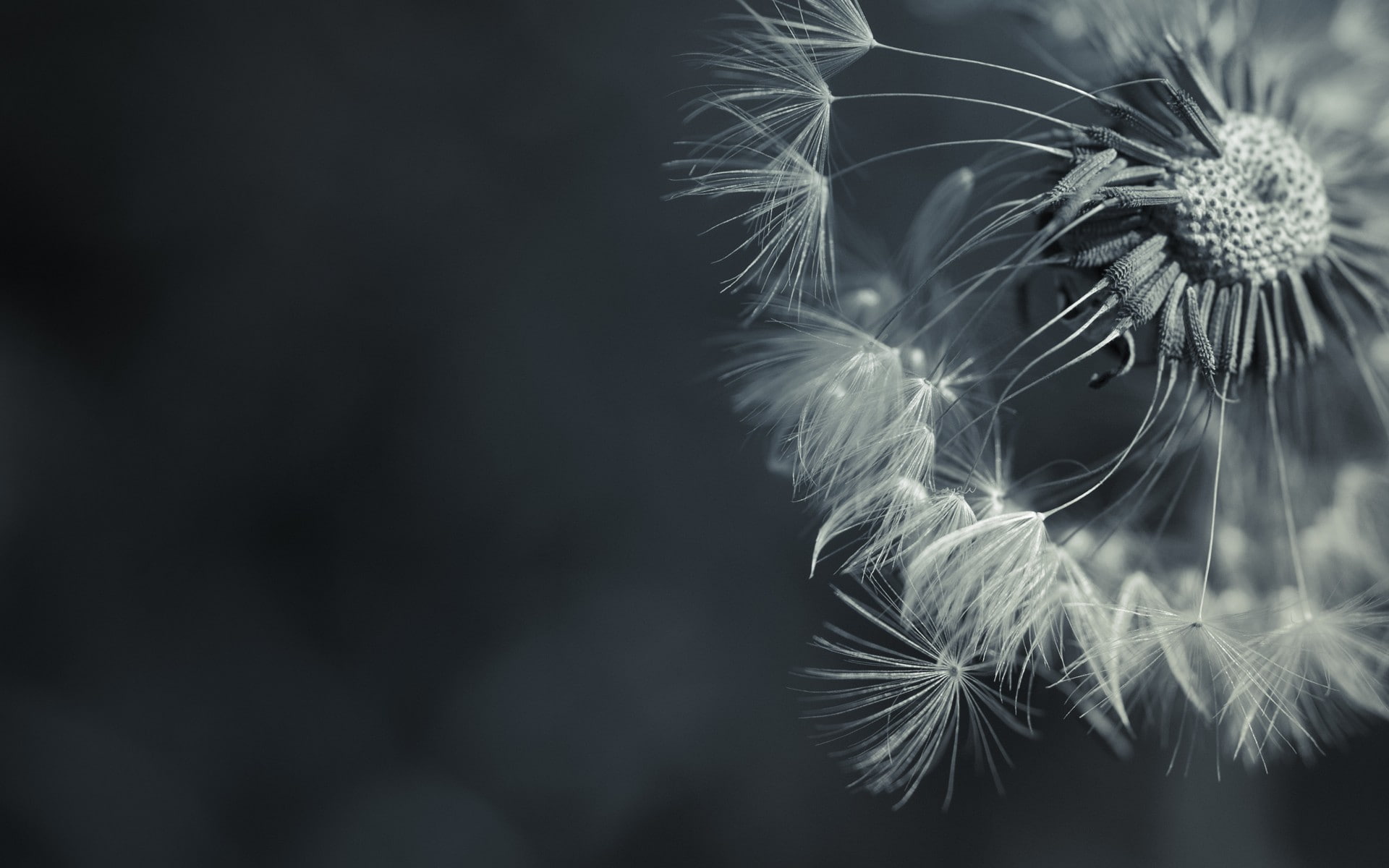 flowers, desaturated, 1080P, macro, HD Wallpaper