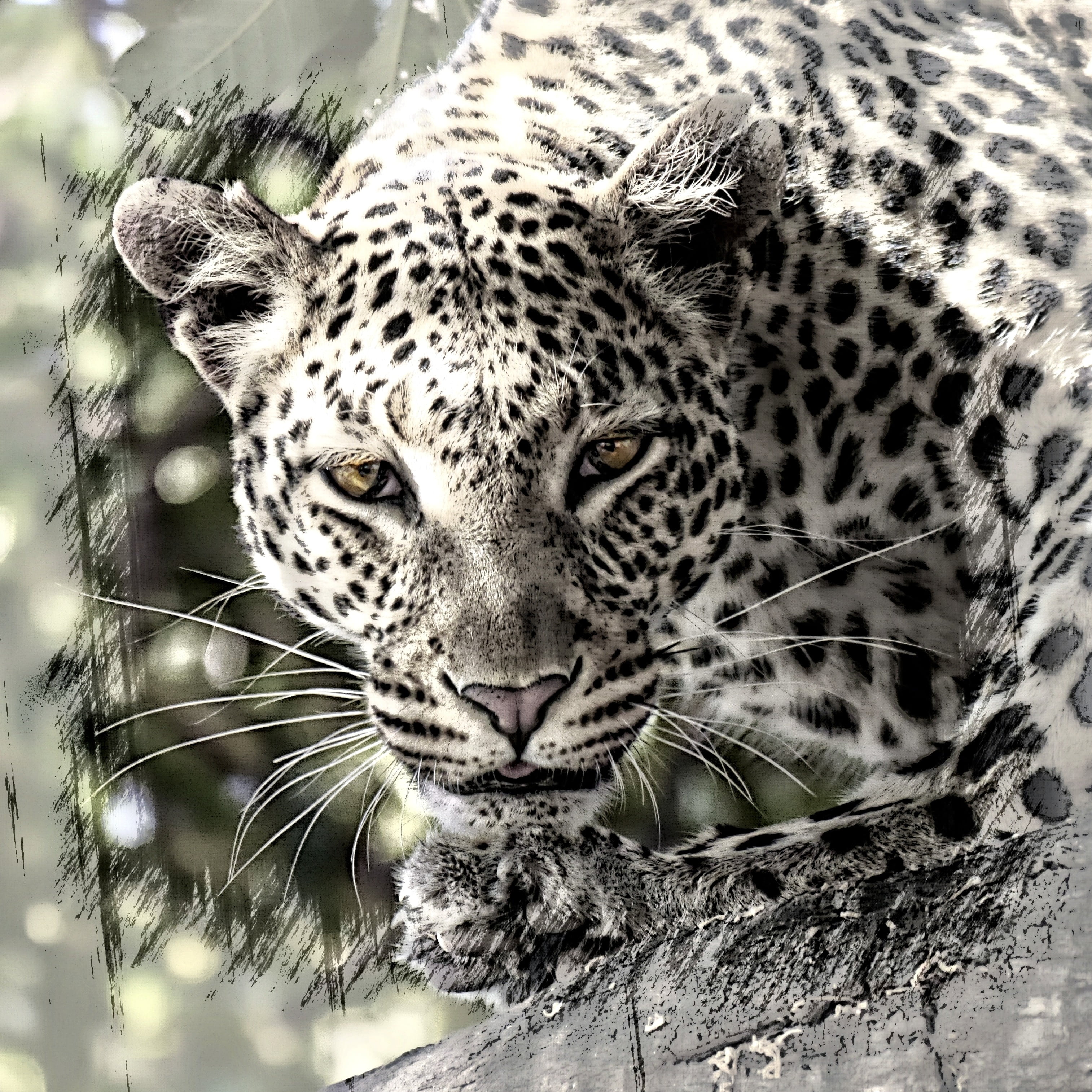 white, animal, animal wildlife, black, graphic, feline, digital art, creation, one animal, vertebrate, wild life, digital artwork, looking at camera, digital creation, Phone HD Wallpaper