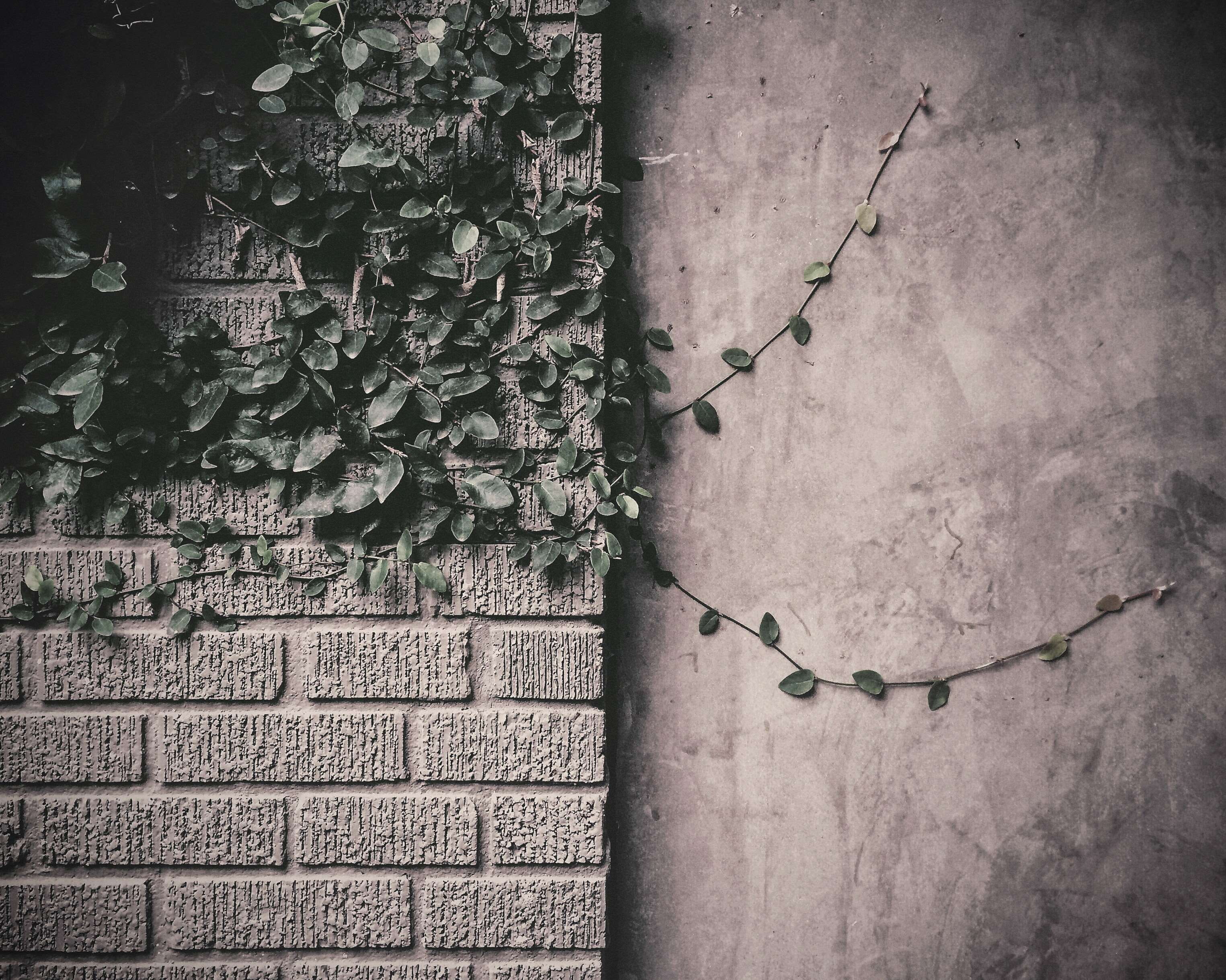wall - building feature, plant part, architecture, brick wall, no people, vine, nature, climbing, leaves, building exterior, creeper plant, texture, day, HD Wallpaper