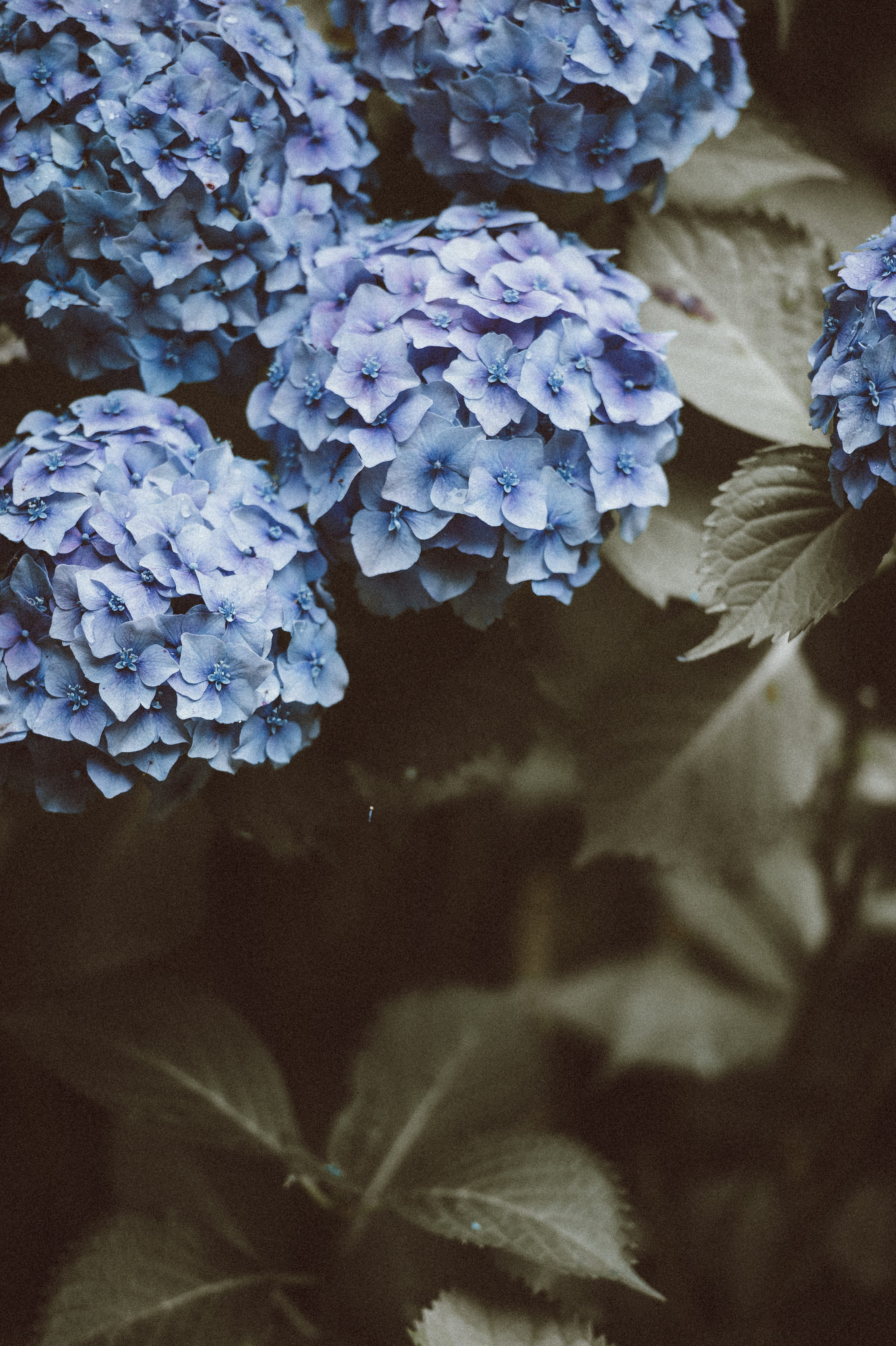 freshness, closeup, soft, flower head, close-up, fragility, inflorescence, growth, nature, purple, wild, flowering plant, flower, vulnerability, no people, Phone HD Wallpaper