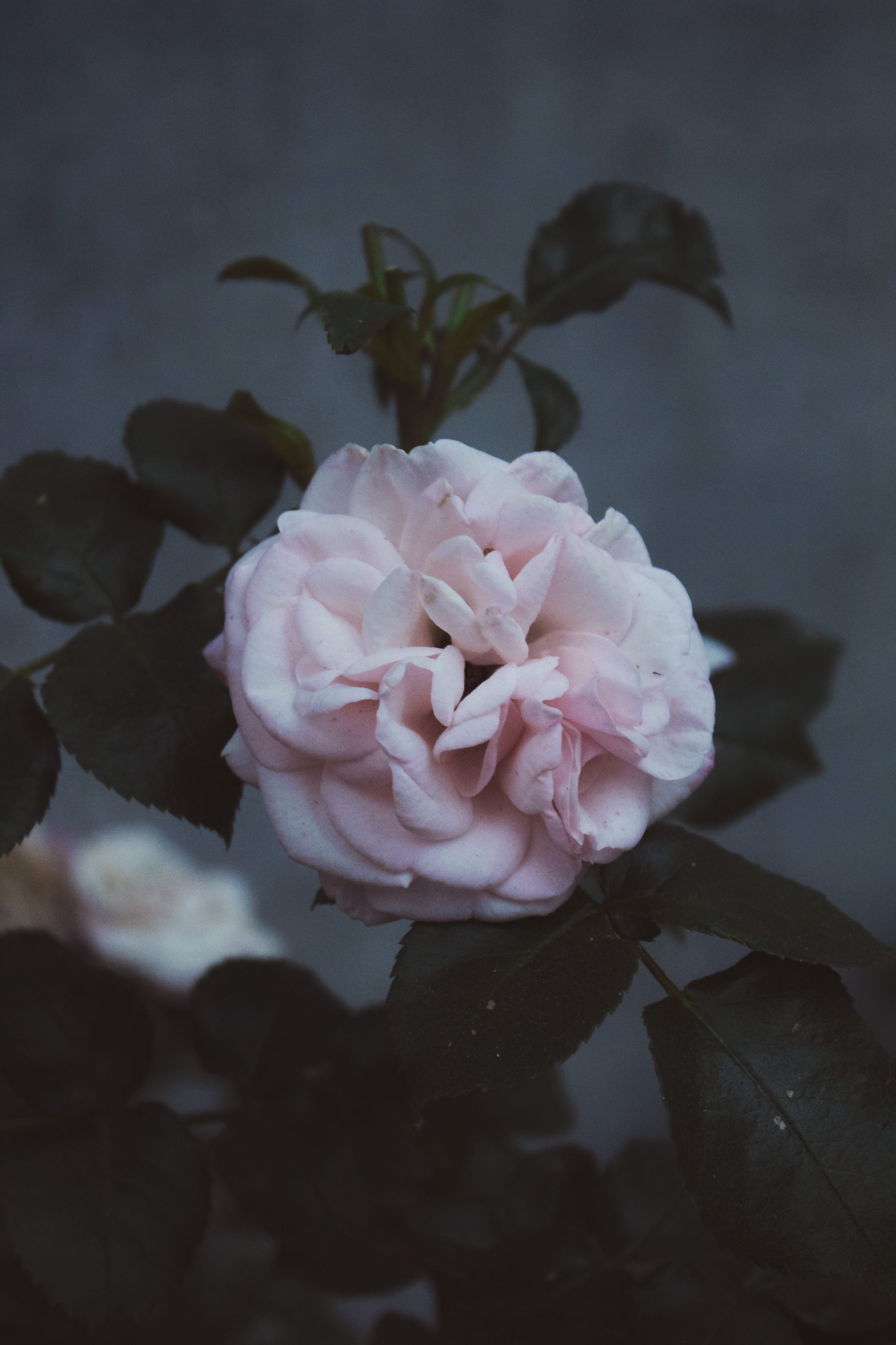 beauty In Nature, rose, bouquet, freshness, close-up, elegance, dark, backgrounds, bokeh, art, flower, rose - Flower, no People, blur, petal, single Flower, Phone HD Wallpaper