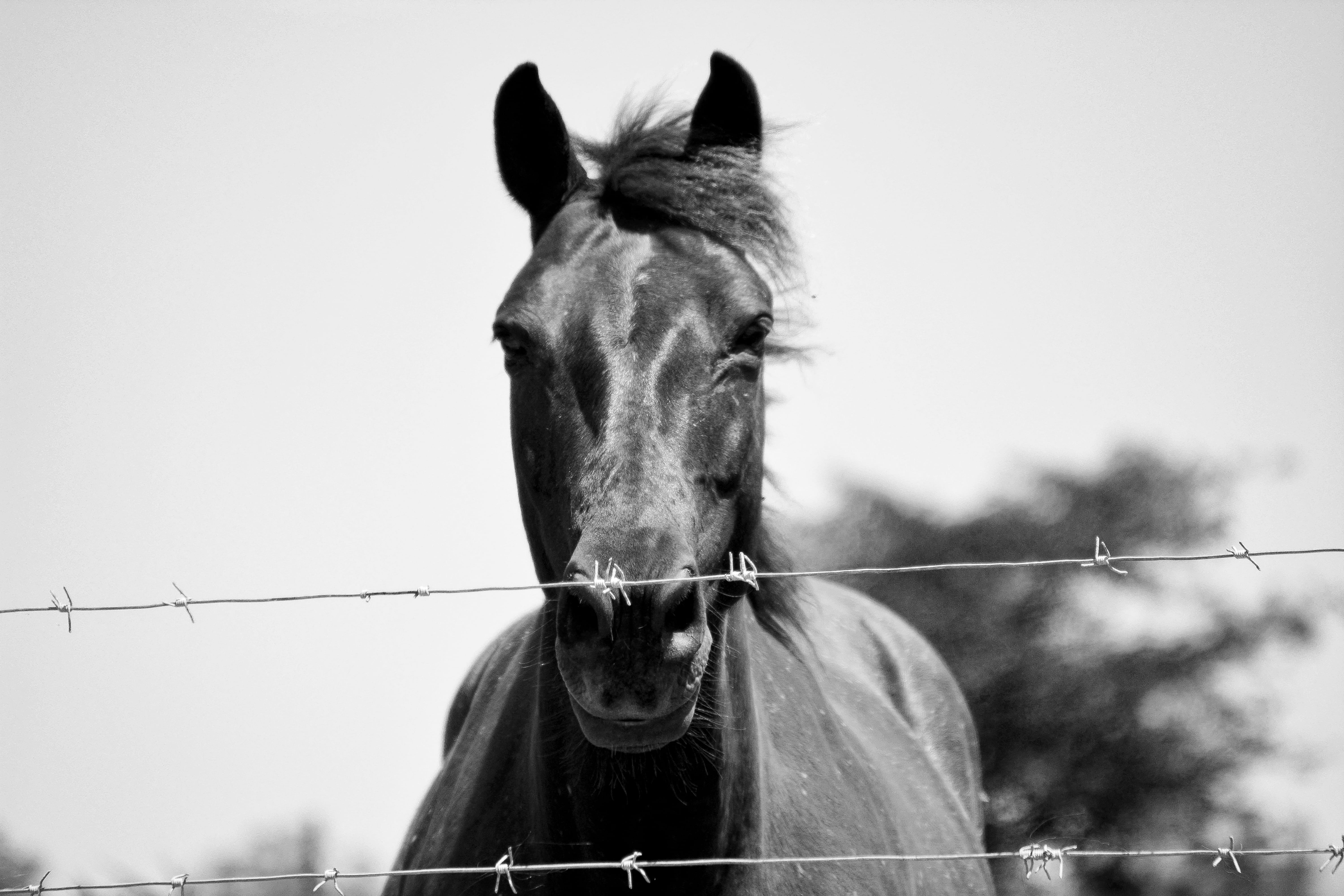 farm, sundays river, domestic animals, horse, animal wildlife, domestic, horses, no people, animal, barrier, one animal, animal head, adventure, fence, HD Wallpaper