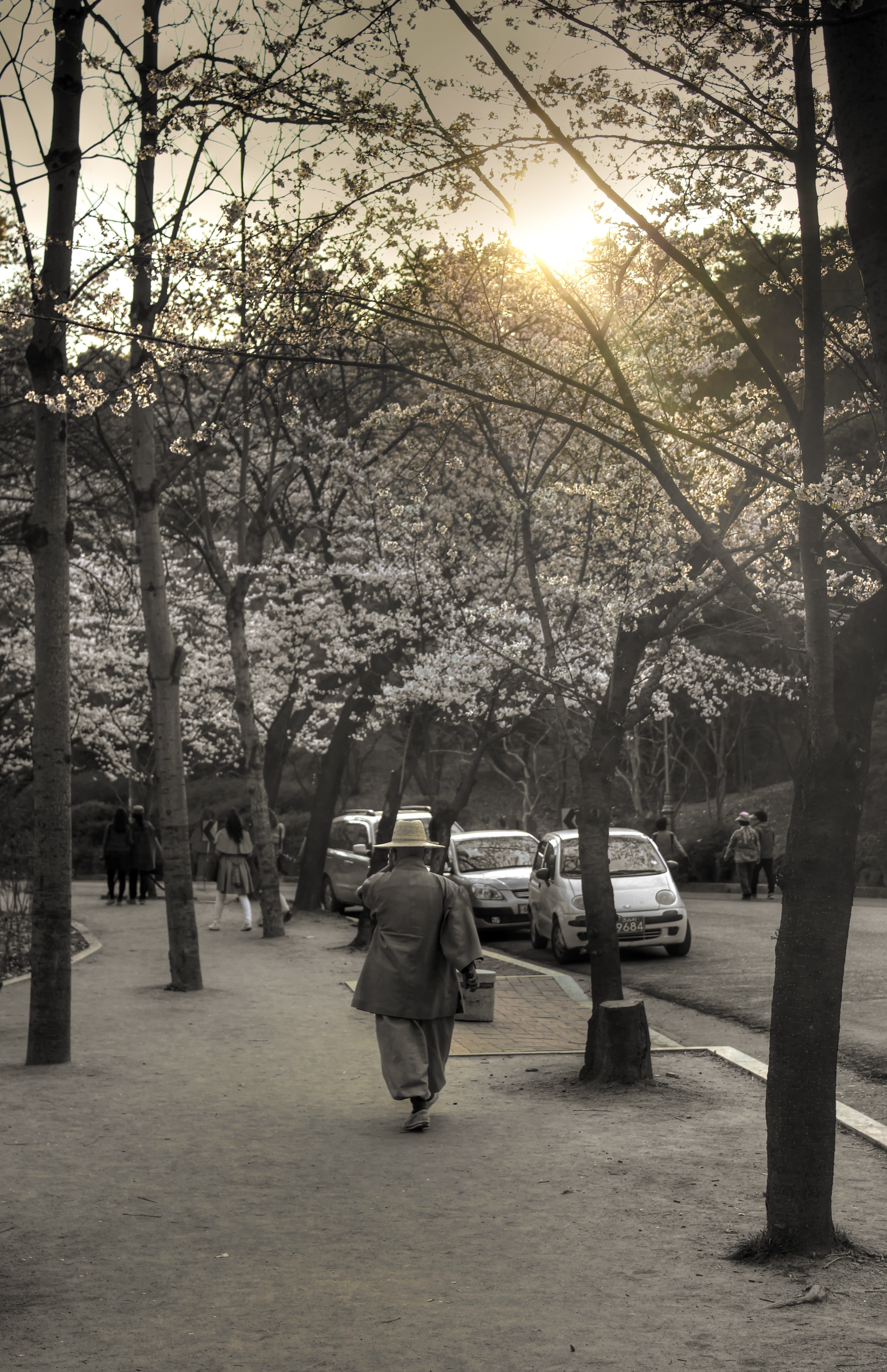 tree trunk, blossoms, sunlight, outdoors, trunk, nature, growth, desaturated, park, sky, 5K, Monk, Human, Sunset, plant, winter, rear view, full length, Phone HD Wallpaper