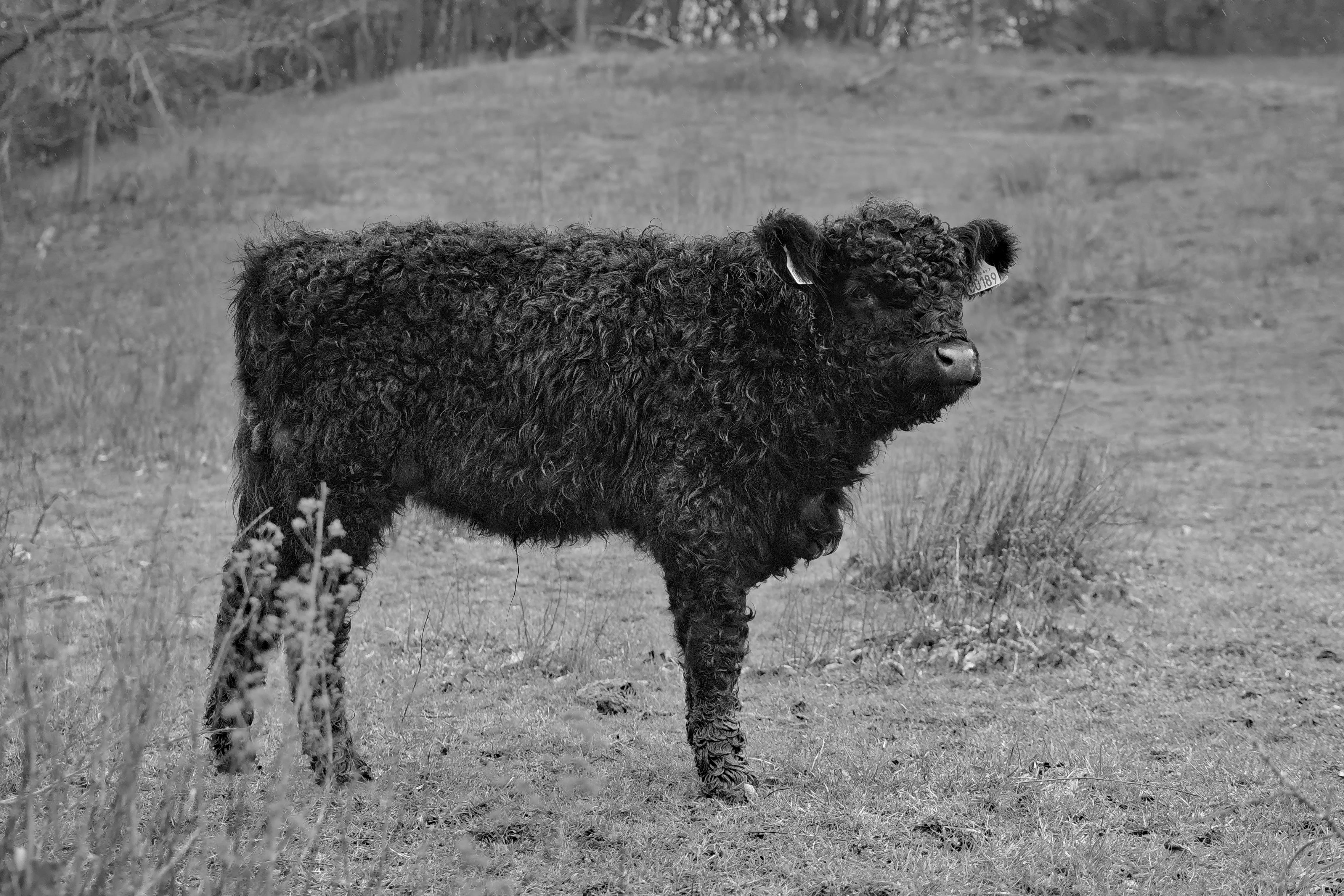 vertebrate, monochrome, one animal, environment, saturation, no people, dark, herbivorous, animals, nature, field, fauna, mammal, desaturated, white, brown, HD Wallpaper