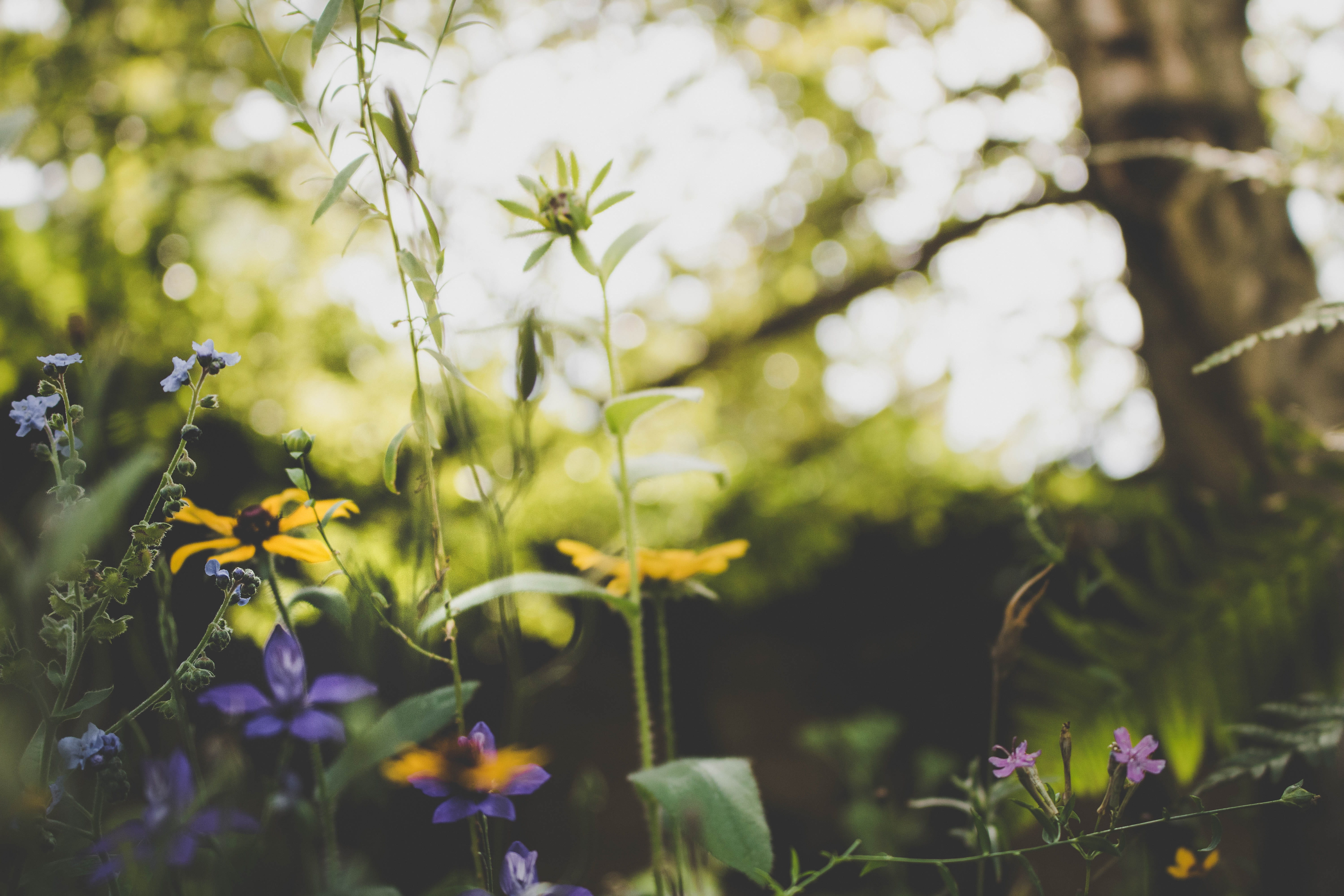 green, nature, outdoors, green color, flowers, bokeh, freshness, tree, colourful, growth, plant part, fragility, summer, light, leaf, flowering plant, day, HD Wallpaper