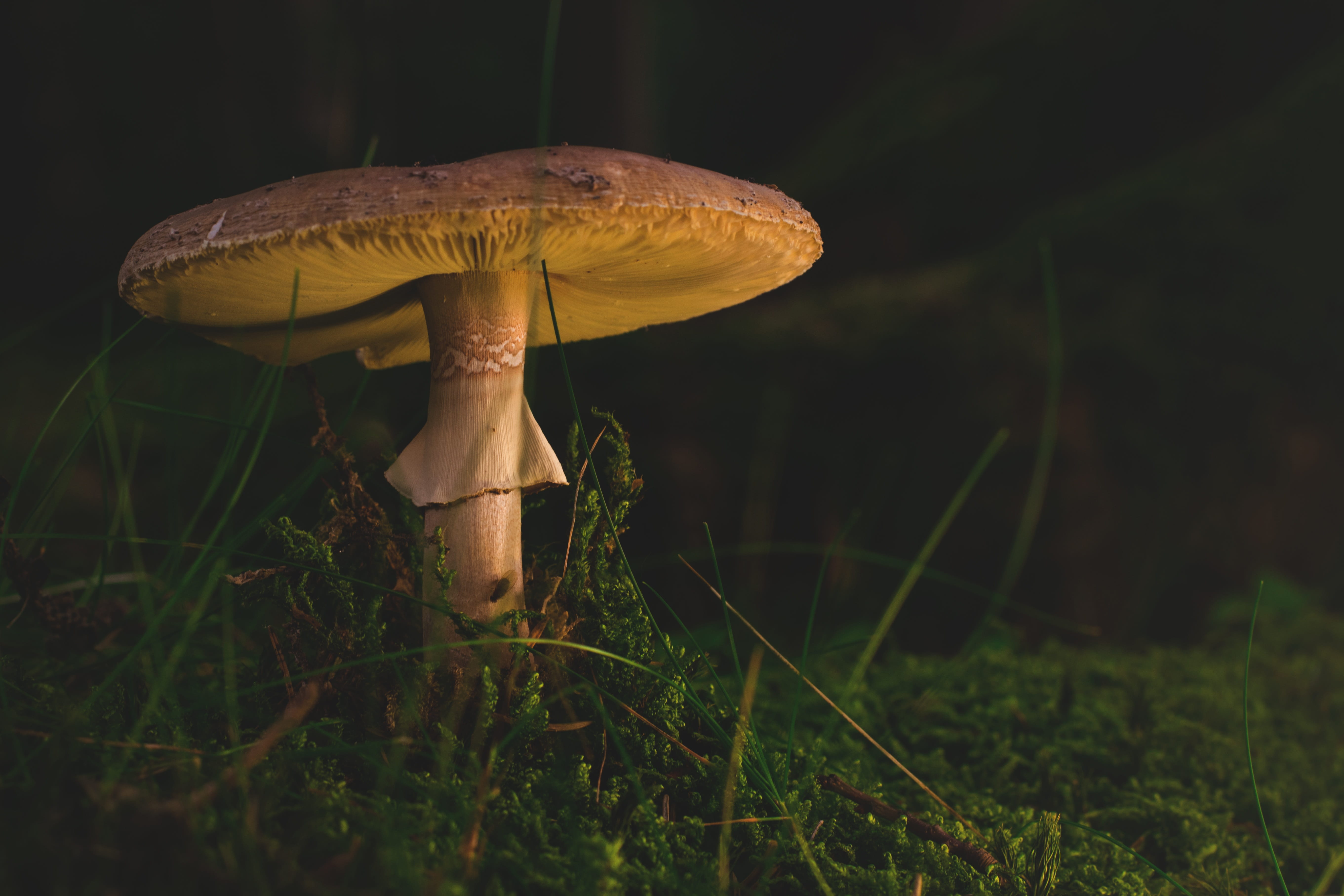 fungus, beauty in nature, uneatable, forest plant, Nature, autumn colours, surrounded, plant, autumn, toadstool, gift, stalk, flora, gray, wild, fly agaric mushroom, HD Wallpaper