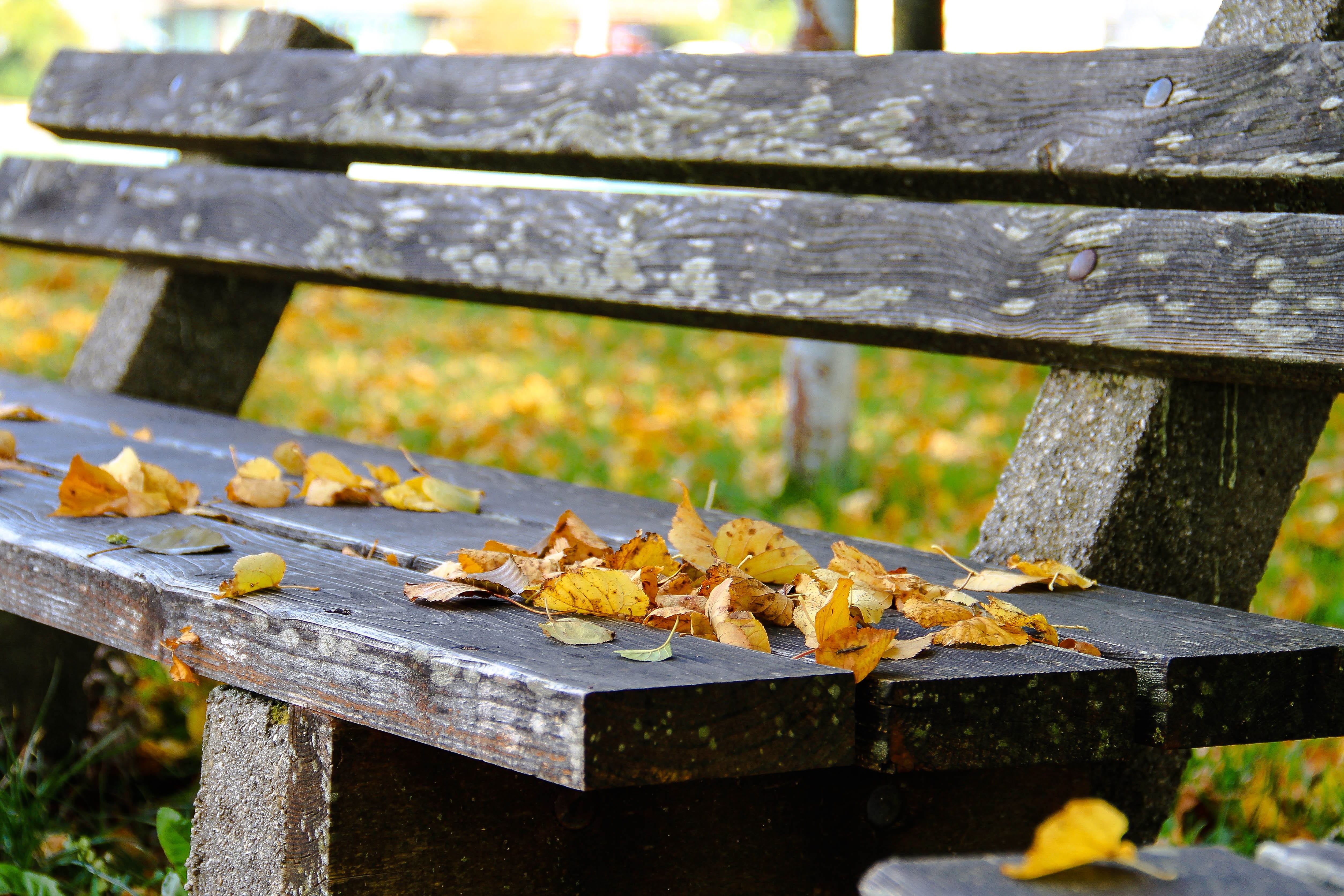 focus, no people, golden autumn, metal, fall leaves, boundary, plant part, nature, outdoors, lone bank, autumn colours, autumn light, railing, base, bank, HD Wallpaper