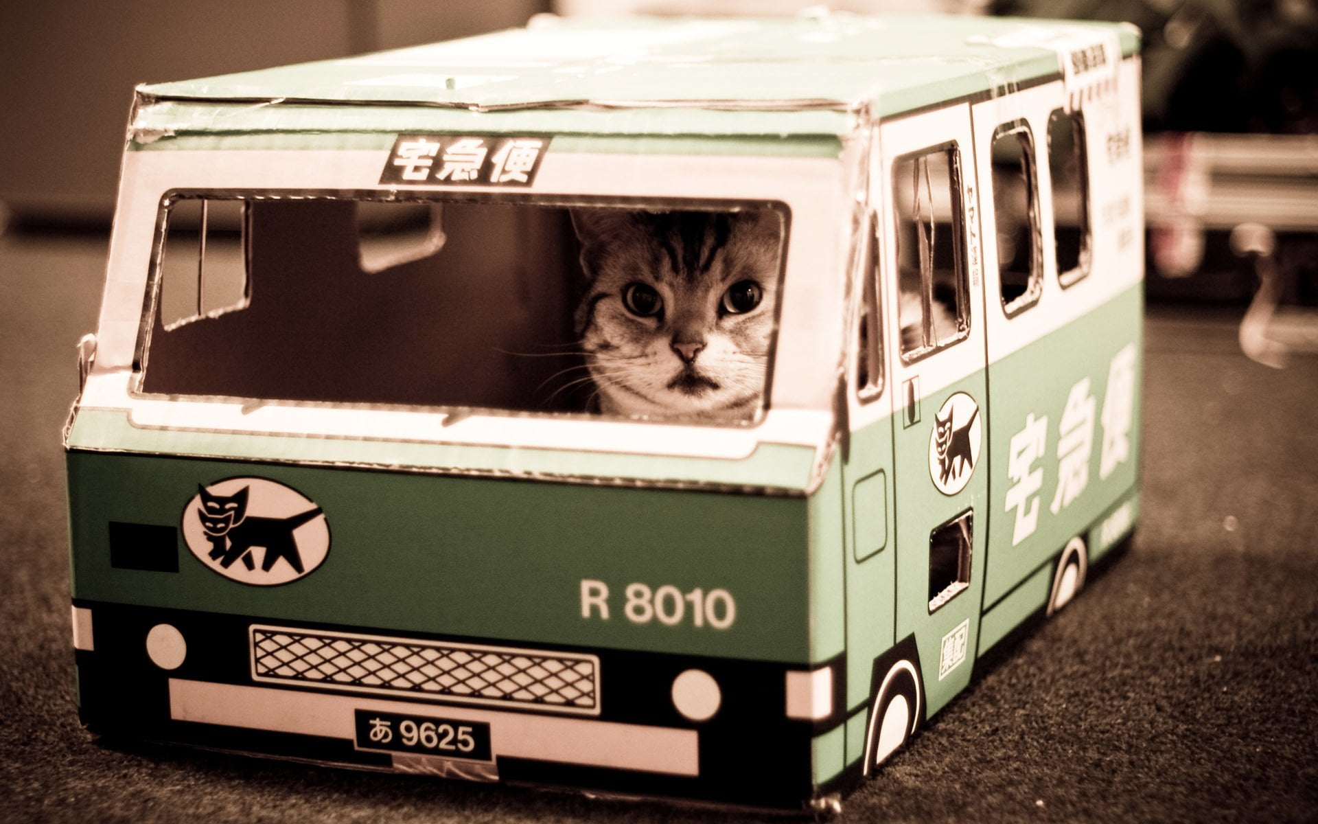 animal, Ninja, indoors, container, animal themes, domestic, suitcase, Cat, Cats, pets, box, domestic cat, no people, feline, luggage, portrait, whisker, HD Wallpaper