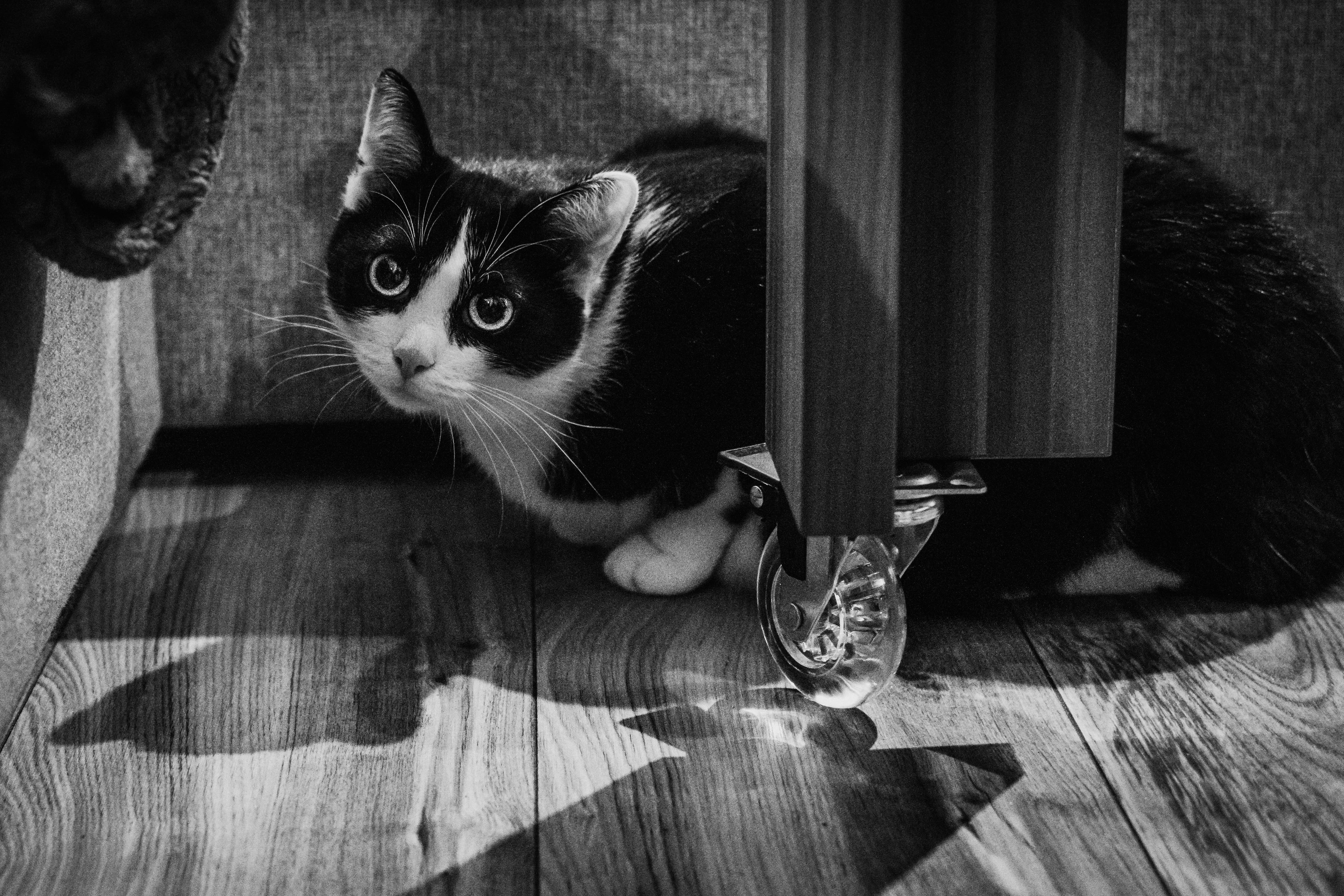 indoors, home interior, eyes, mustache, animal, pets, animal head, tiger, animallover, animal themes, no people, looking, feline, domestic cat, sitting, HD Wallpaper