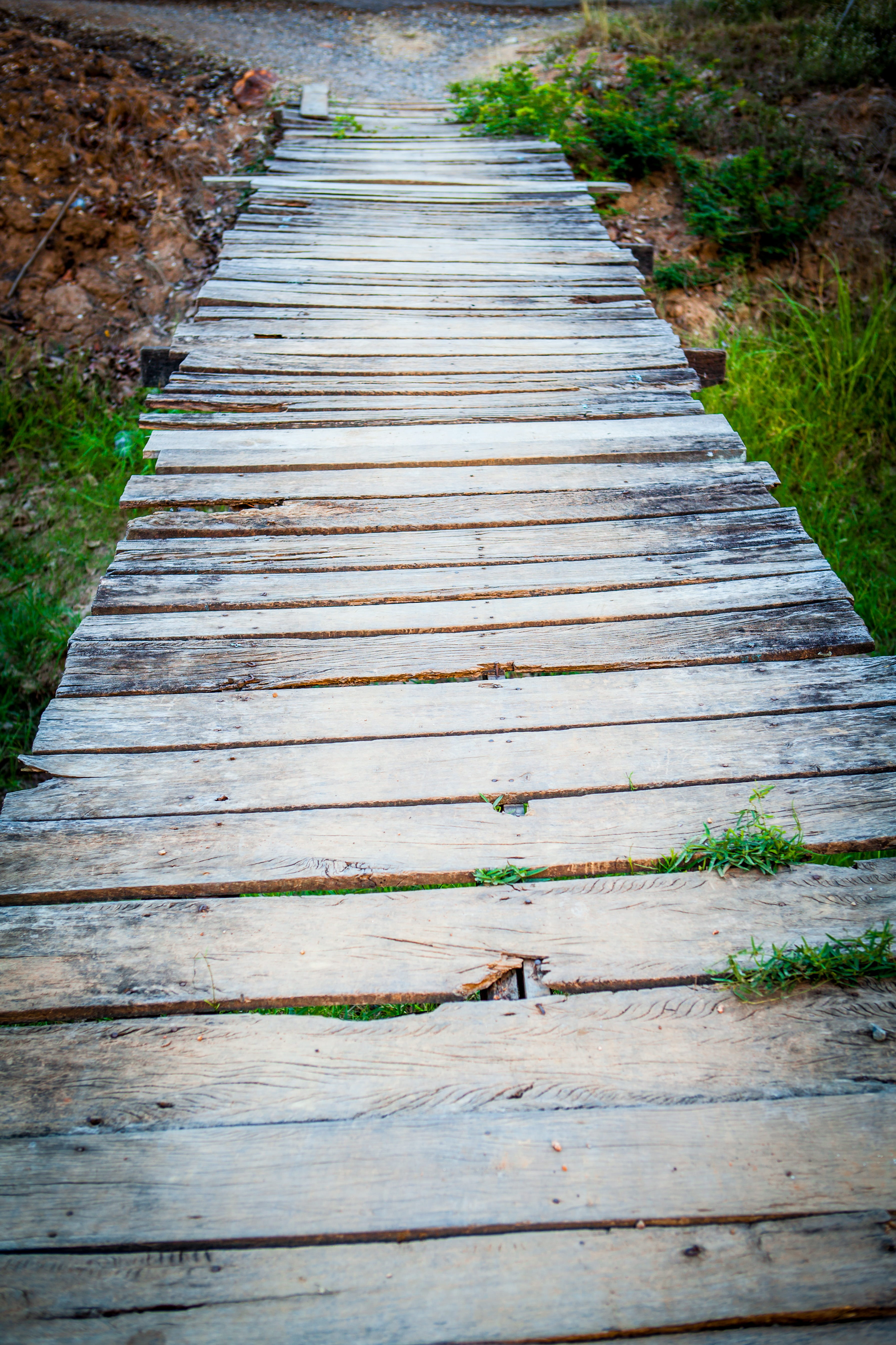 wood - material, wood, wood paneling, diminishing perspective, footpath, boardwalk, growth, empty, day, the way forward, nature, 5K, plant, walk into, Phone HD Wallpaper