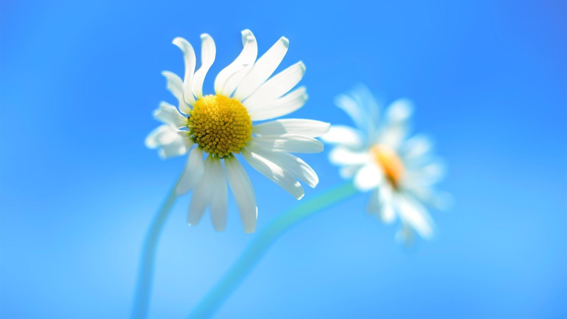 freshness, beautiful, flower, close-up, sky, flowering plant, windows theme, yellow, purity, pollen, flowers, nature, flower head, beauty in nature, fragility, HD Wallpaper