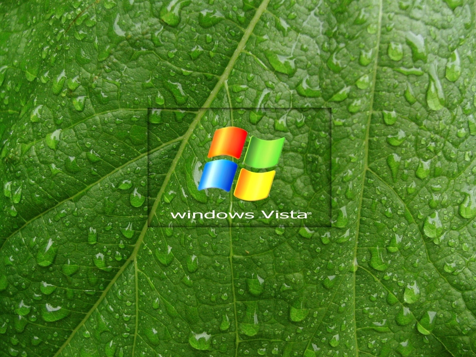 growth, leaf vein, concepts, outdoors, high angle view, windows, drop, no people, full frame, symbol, multi colored, water, wet, day, vibrant color, plant part, HD Wallpaper