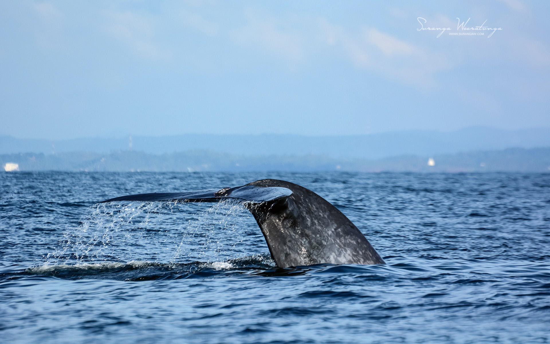 water, animal themes, marine, nature, tail fin, lanka, sri, waterfront, animal, mammal, whale, day, ocean, gray, sky, swimming, aquatic mammal, one animal, HD Wallpaper