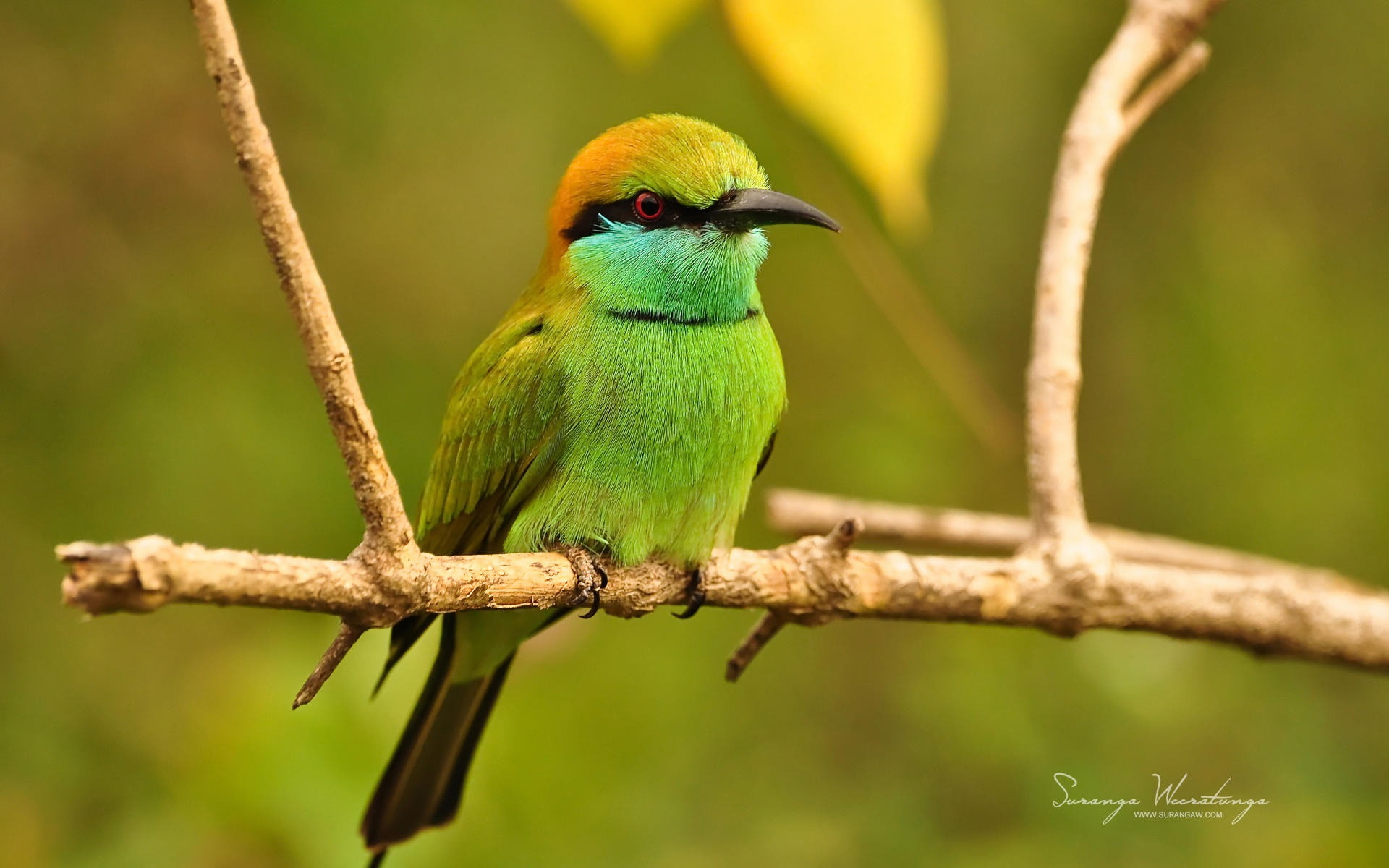 sri, branches, focus on foreground, brown, nature, green, kingfisher, animal themes, beauty in nature, close-up, perching, animal, win, lanka, HD Wallpaper