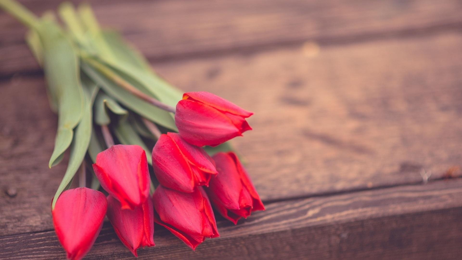 flower head, flower, 1080P, wood - material, inflorescence, flowers, table, pink color, plants, no people, outdoors, theme, plant, petal, vulnerability, HD Wallpaper