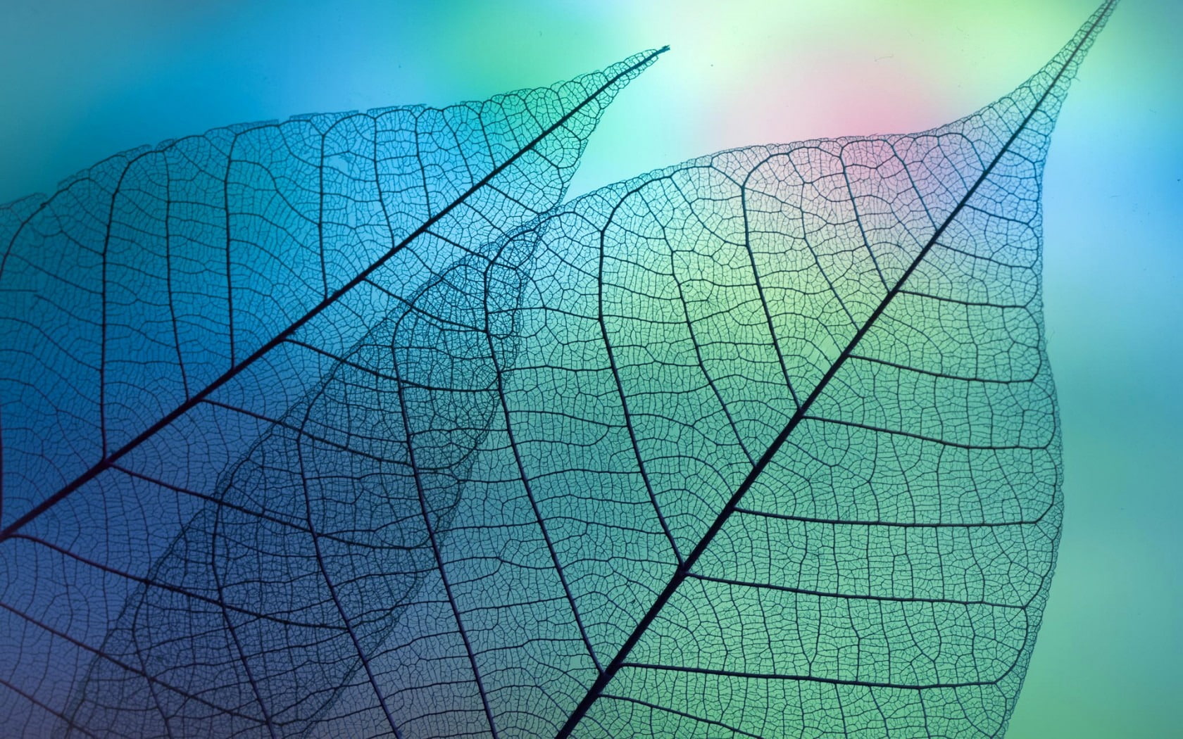 nature, low angle view, colored background, exploration, day, abstract, textured, map, theme, direction, blue, leaf, paper, macro, sky, no people, HD Wallpaper
