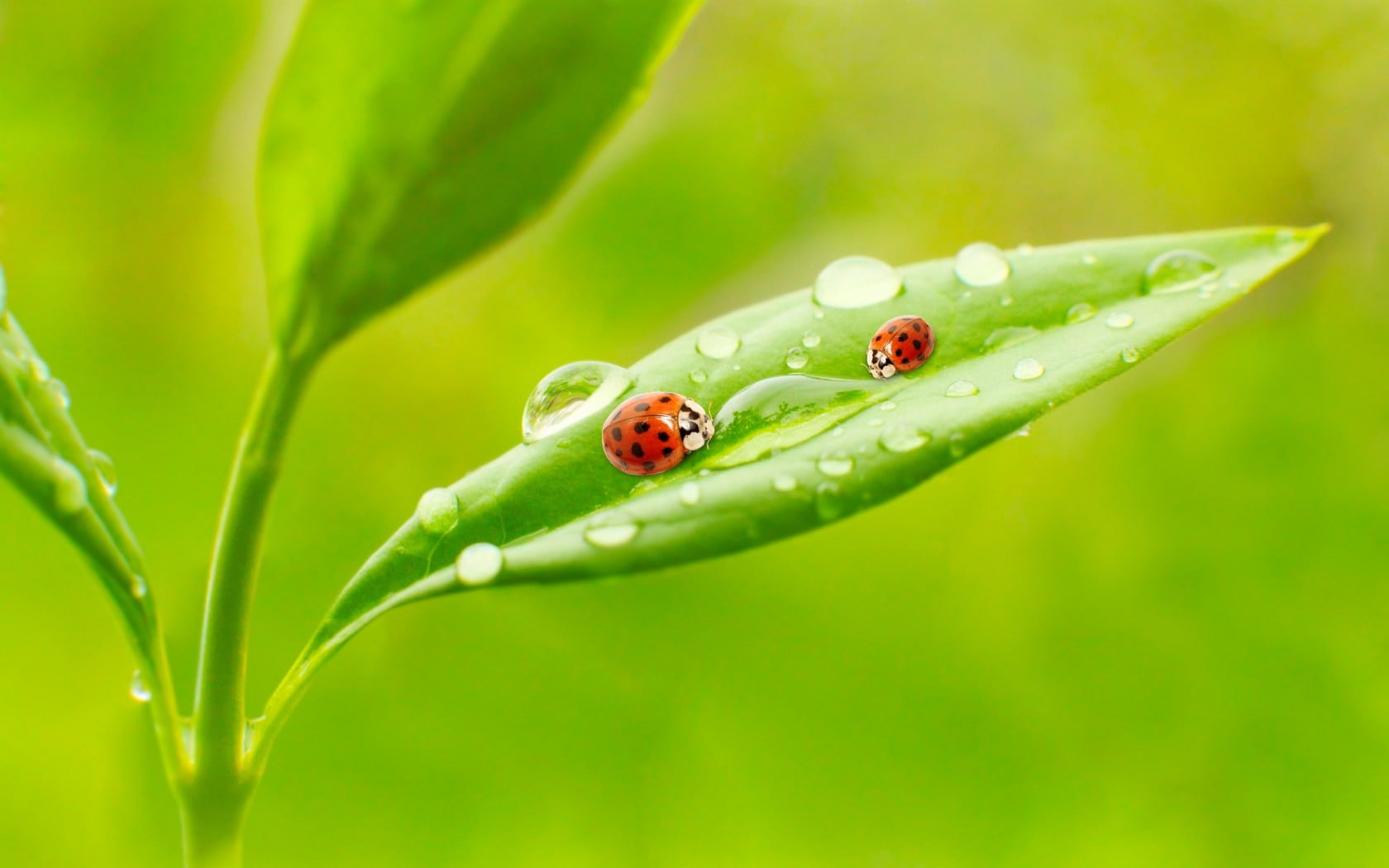 win, water, fresh, focus on foreground, plant part, nature, animals in the wild, leaf, animal, close-up, green color, drop, no people, one animal, HD Wallpaper