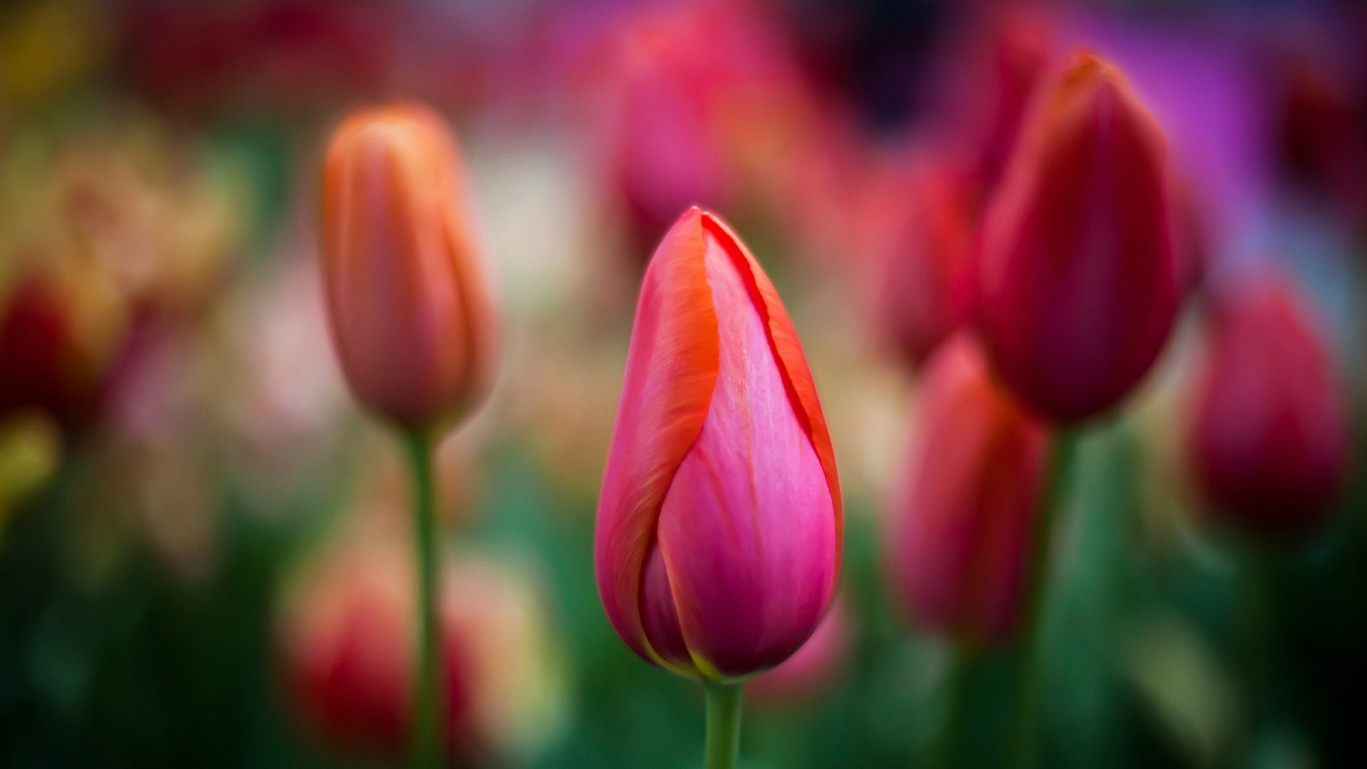 pink color, no people, flower, outdoors, flowering plant, win, growth, fragility, plant, fresh, springtime, macro, inflorescence, beauty in nature, HD Wallpaper