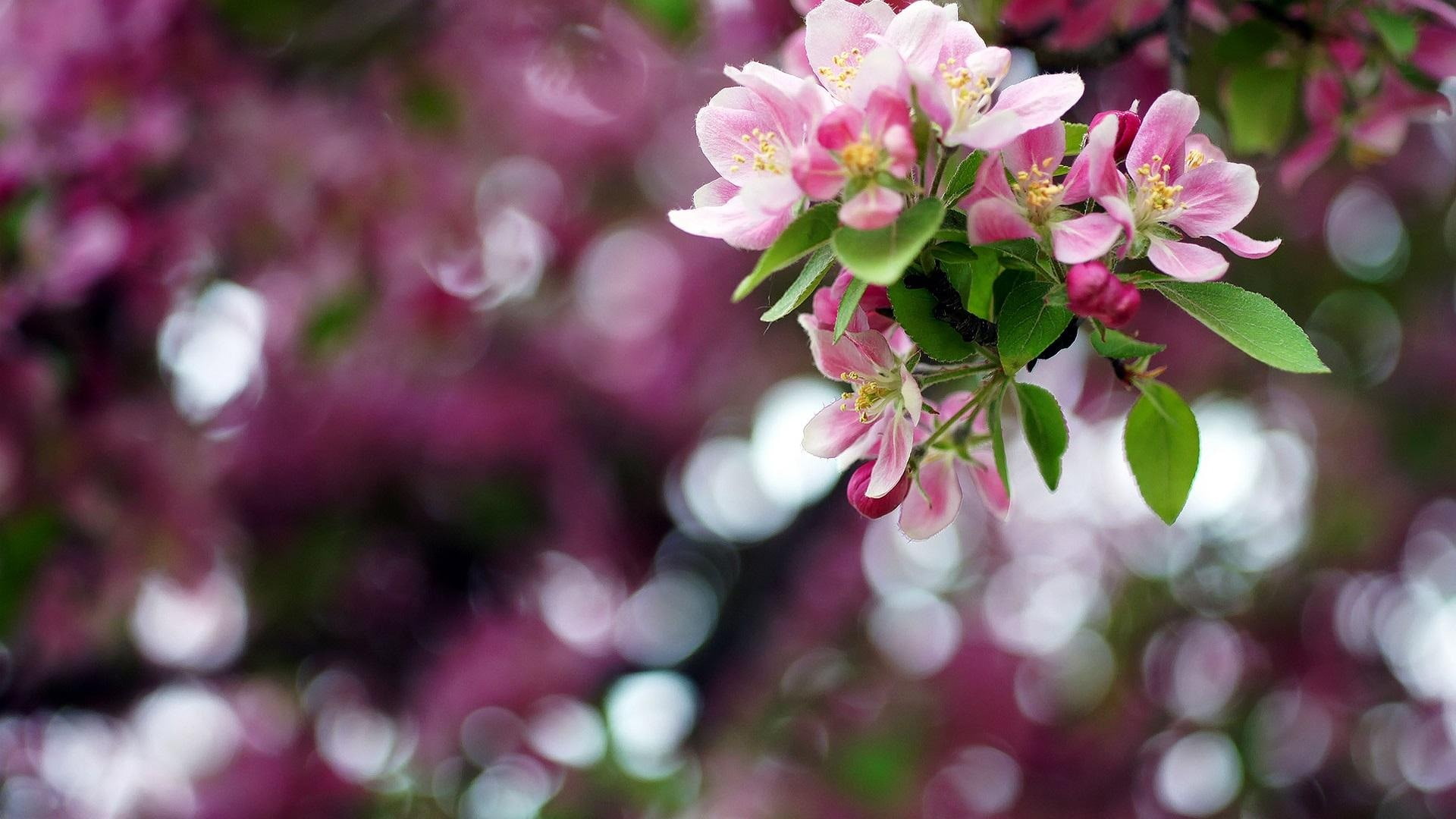tree, flowers, flower, leaf, flowering plant, outdoors, theme, nature, cherry blossom, plants, growth, win, close-up, macro, plant part, bunch of flowers, HD Wallpaper