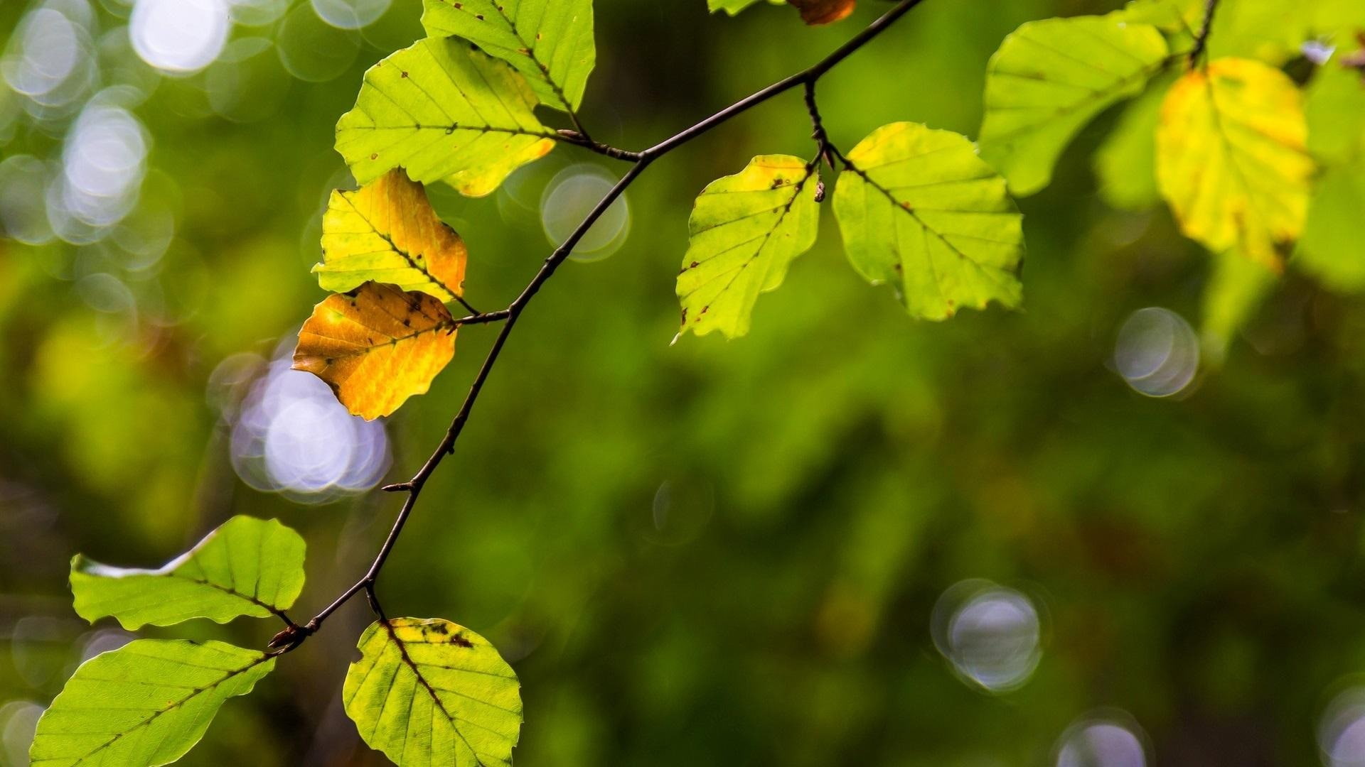 macro, close-up, plants, autumn, beauty in nature, flowers, freshness, vulnerability, nature, day, yellow, win, sunlight, theme, leaf, plant, 1080P, outdoors, HD Wallpaper