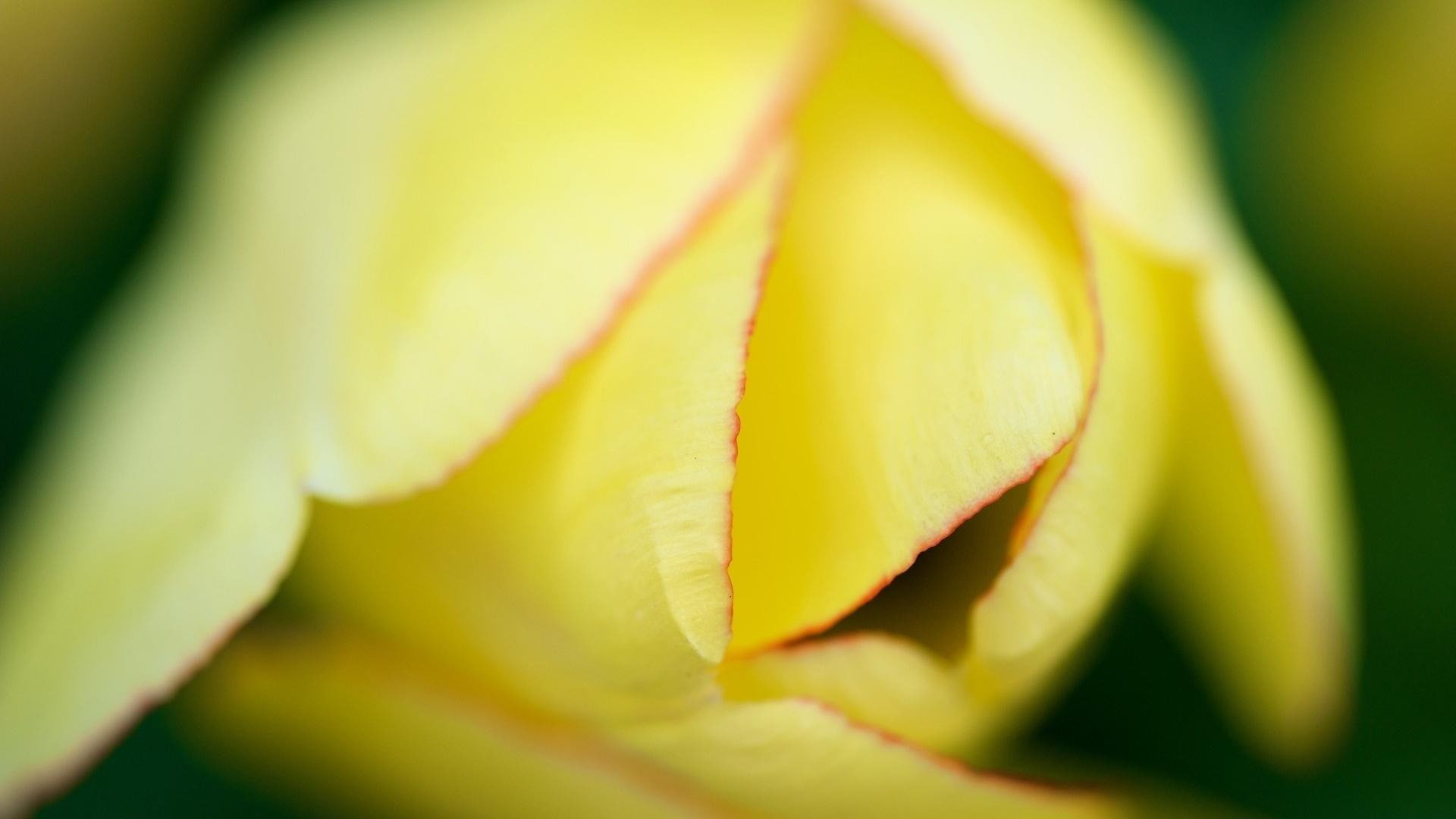 vulnerability, plant, ripe, nature, growth, beauty in nature, no people, flowers, selective focus, flower head, yellow, springtime, extreme close-up, HD Wallpaper