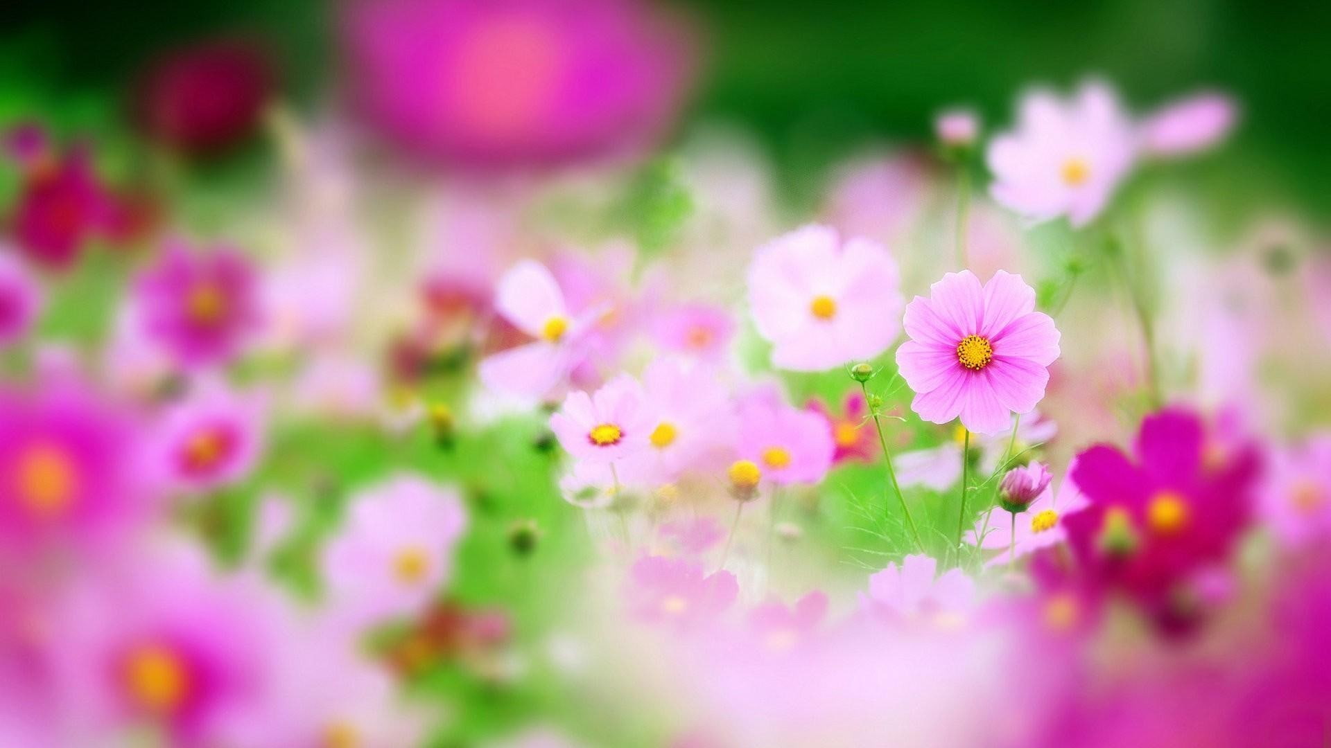ornamental garden, petal, flower head, fragility, flowers, springtime, flowerbed, nature, macro, growth, vulnerability, freshness, flowering plant, HD Wallpaper