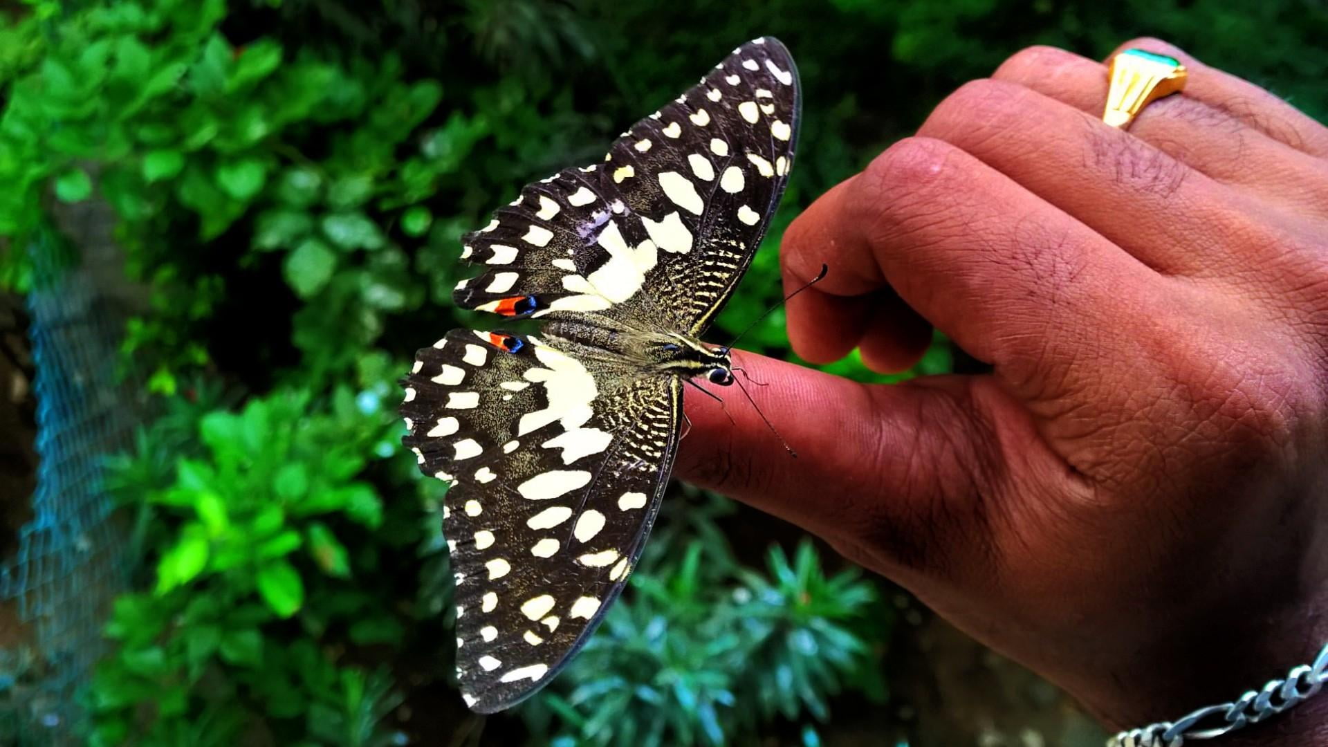 focus on foreground, butterfly, day, human body part, human hand, holding, one animal, animals in the wild, invertebrate, animal wildlife, close-up, insect, HD Wallpaper