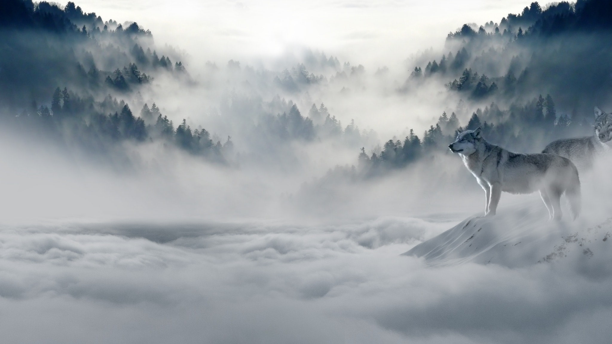 mist, domestic animals, day, canine, sky, one animal, domestic, vertebrate, scenics - nature, no people, animal themes, white, digital composite, animal, HD Wallpaper