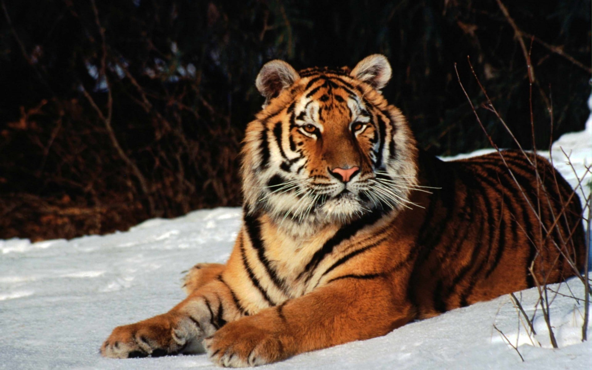 snow, forest, big cats, tiger, animals, 1080P, HD Wallpaper