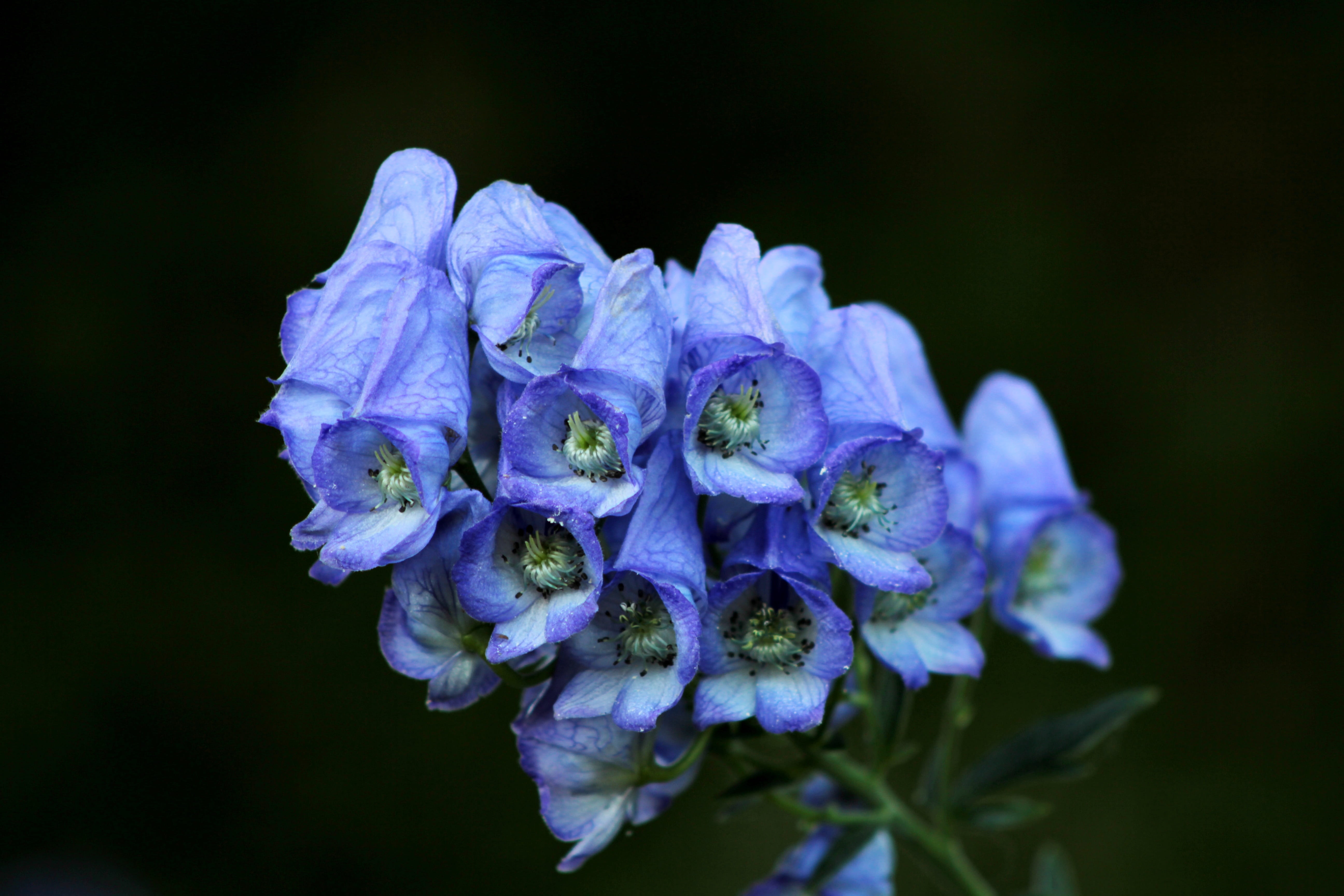 nature, autumn, focus on foreground, blue, toxic, 5K, fragility, freshness, bloom, vulnerability, petal, purple, plant, garden, day, aconite, growth, no people, HD Wallpaper