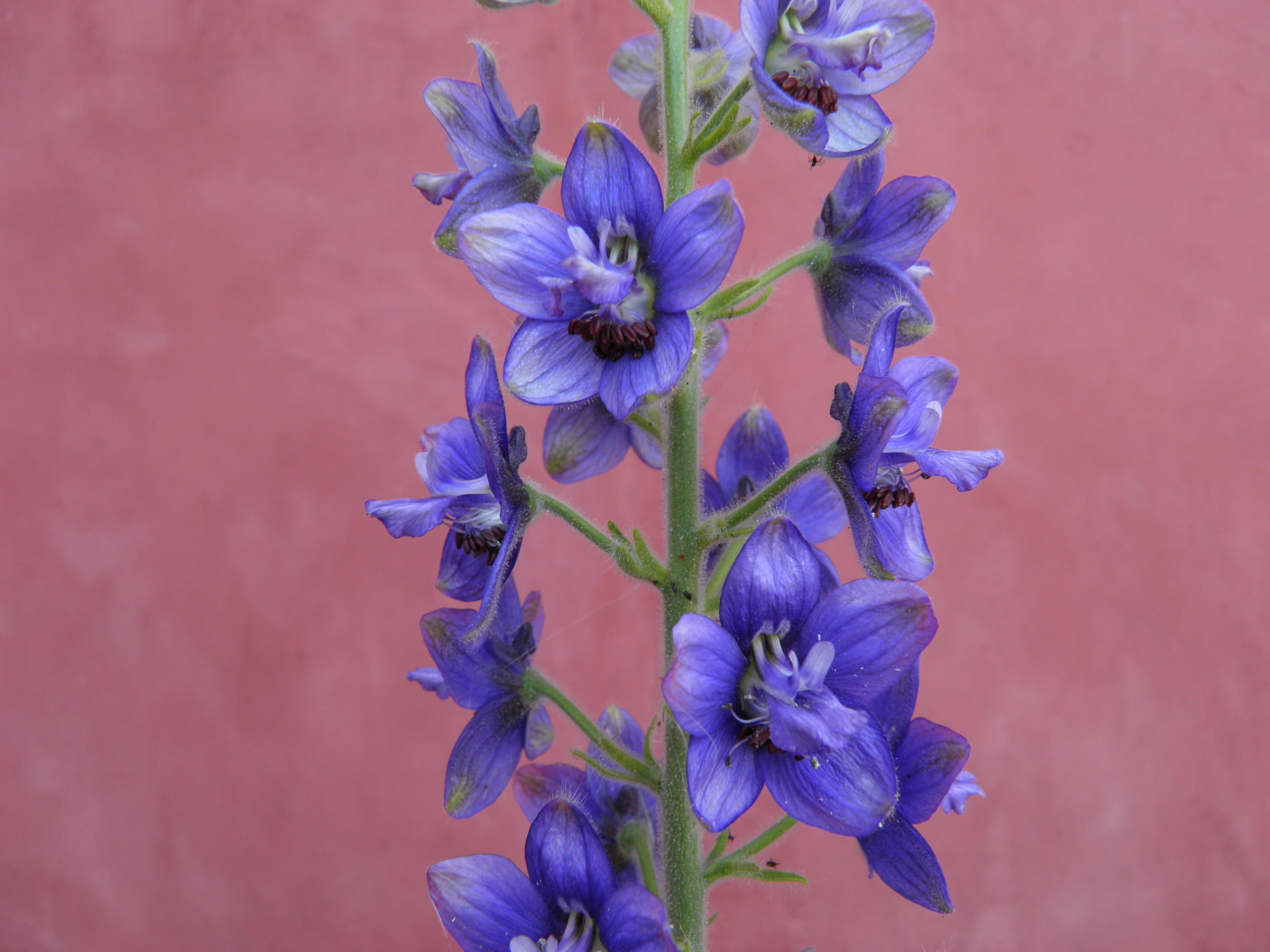 plant, inflorescence, flowering plant, bunch of flowers, flower head, vase, purple, petal, 2K, freshness, beauty in nature, nature, indoors, aconite, wall - building feature, HD Wallpaper