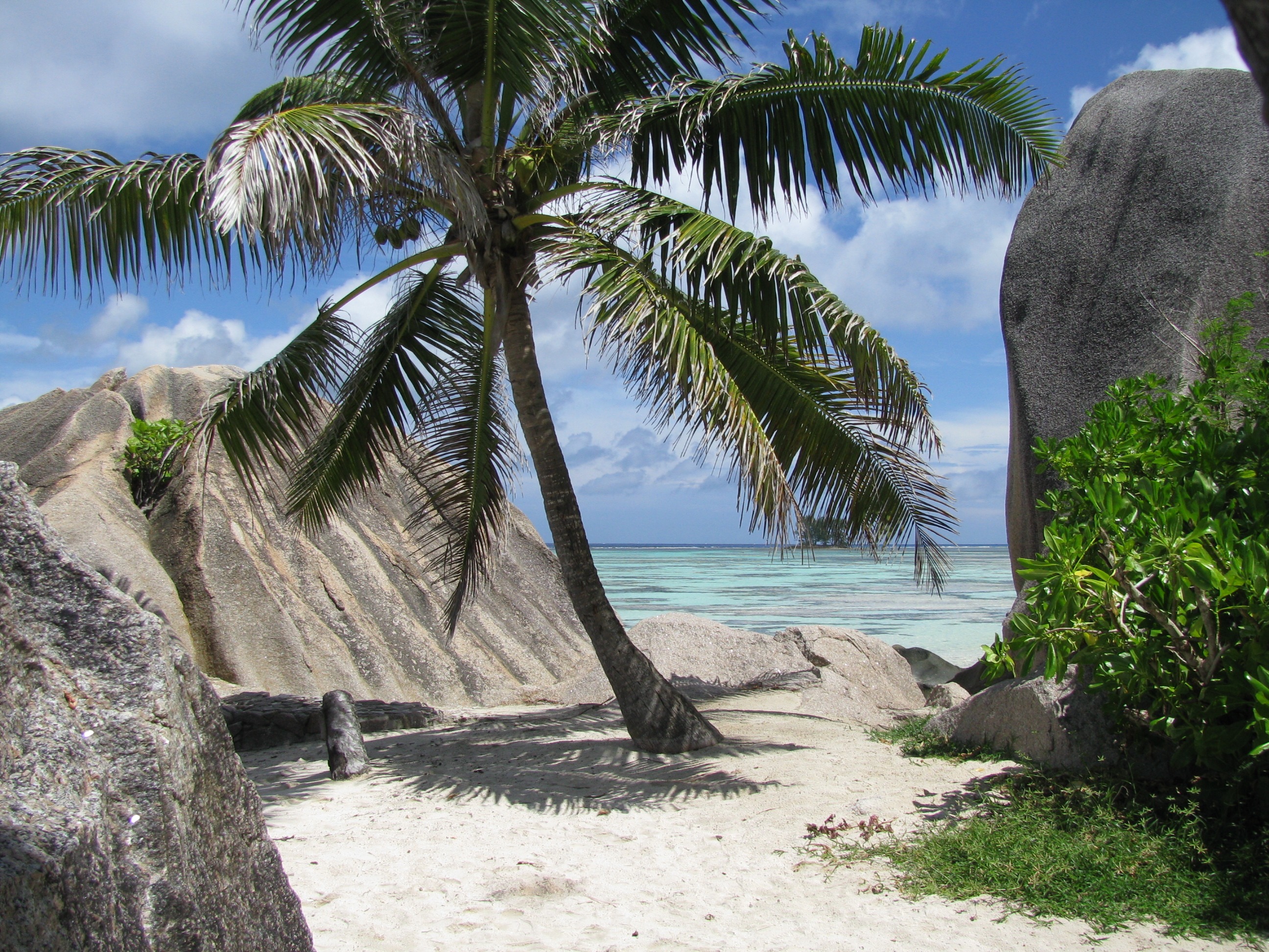land, beach, la digue, growth, beautiful beach, tree, rock - object, seychelles, day, palm, water, coconut palm tree, tranquility, coconut, body, nature, HD Wallpaper