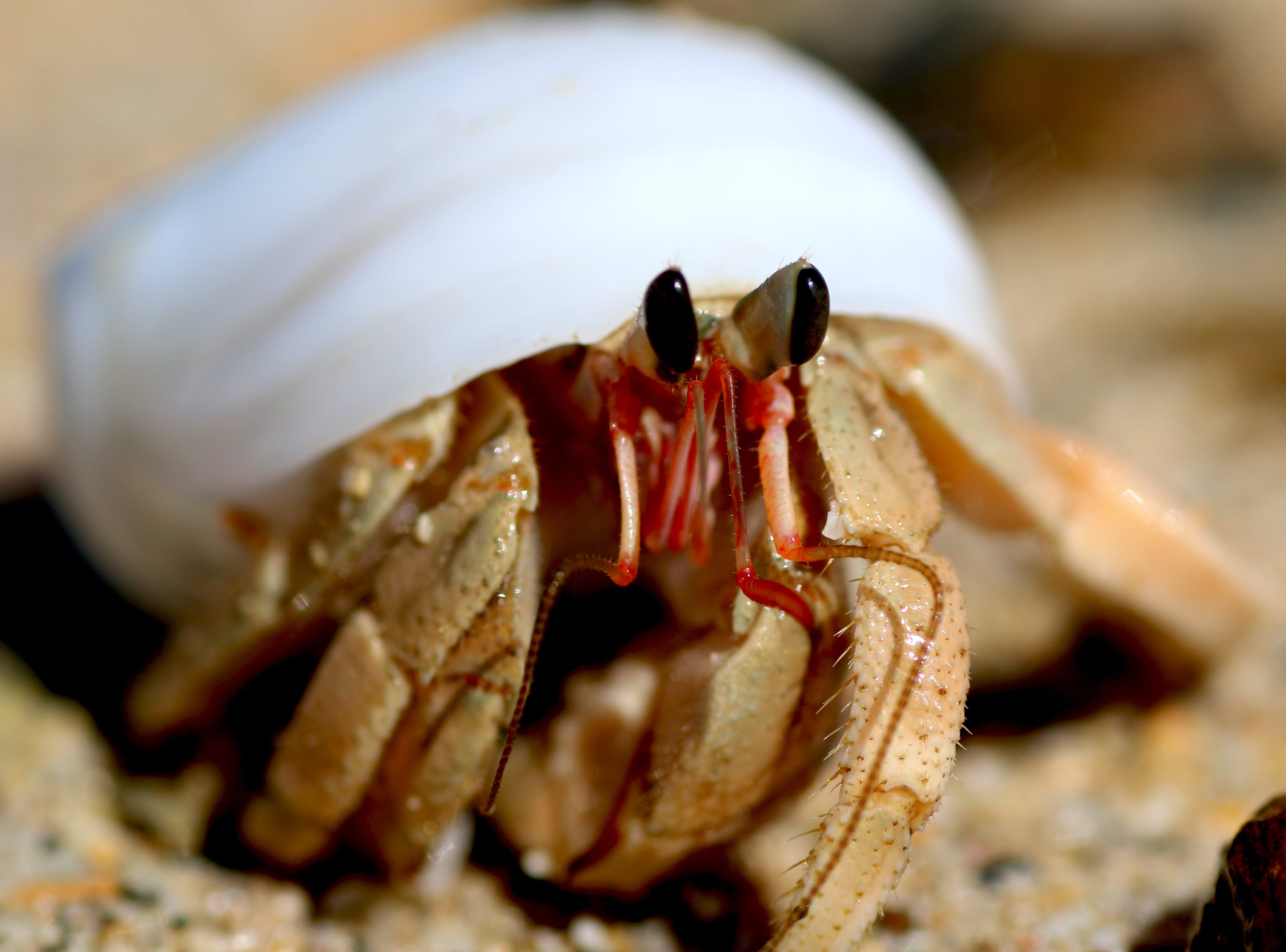 marine, animal wildlife, scenic, 4K, focus on foreground, hermit crab, beach, animals in the wild, landscape, nature, water, close-up, philippines, one animal, HD Wallpaper