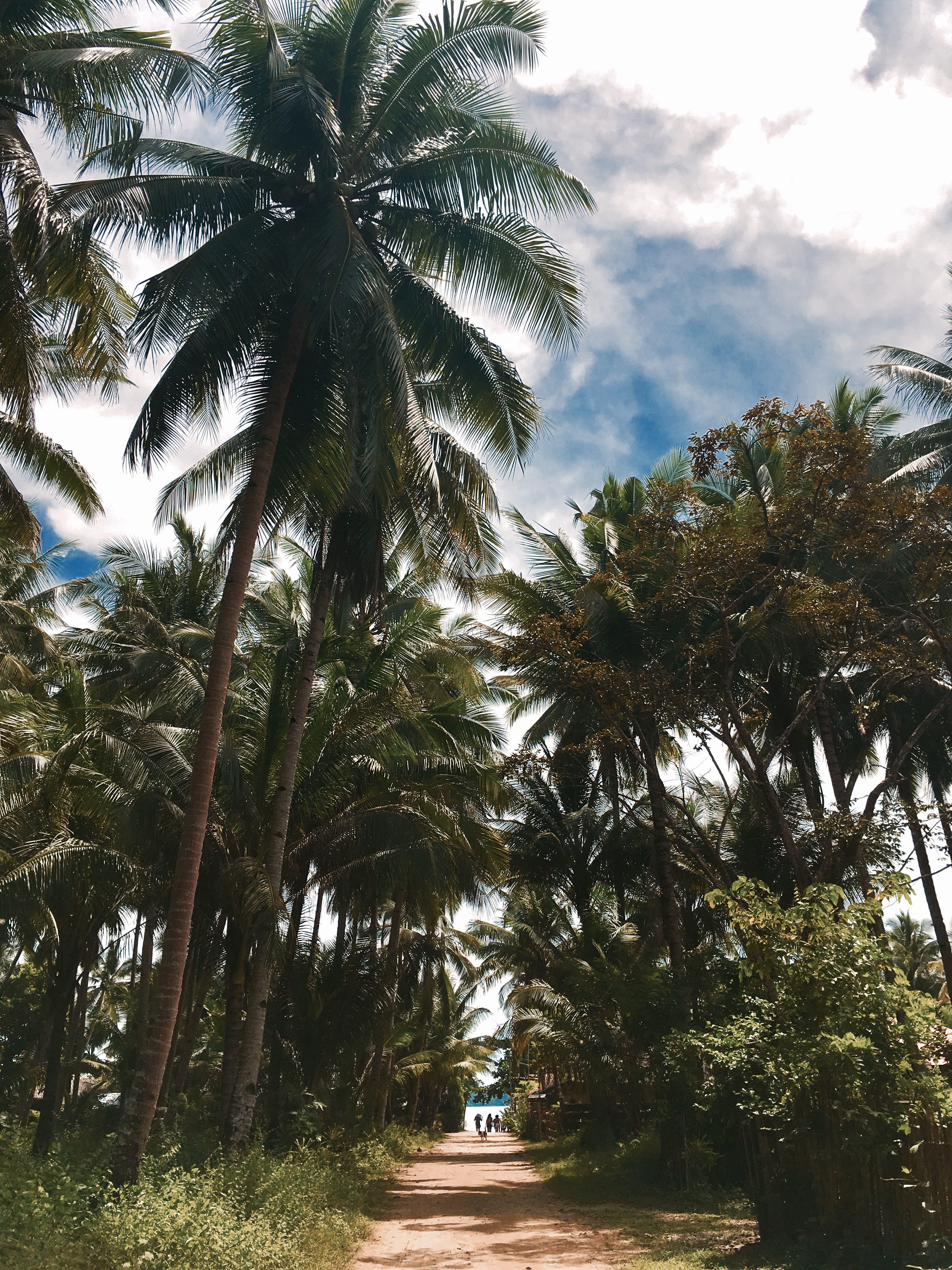 tree, palm leaf, tropical tree, trunk, nature, cloud - sky, summer, warm, experience, no people, outdoors, tropical climate, direction, plant, tranquility, Phone HD Wallpaper