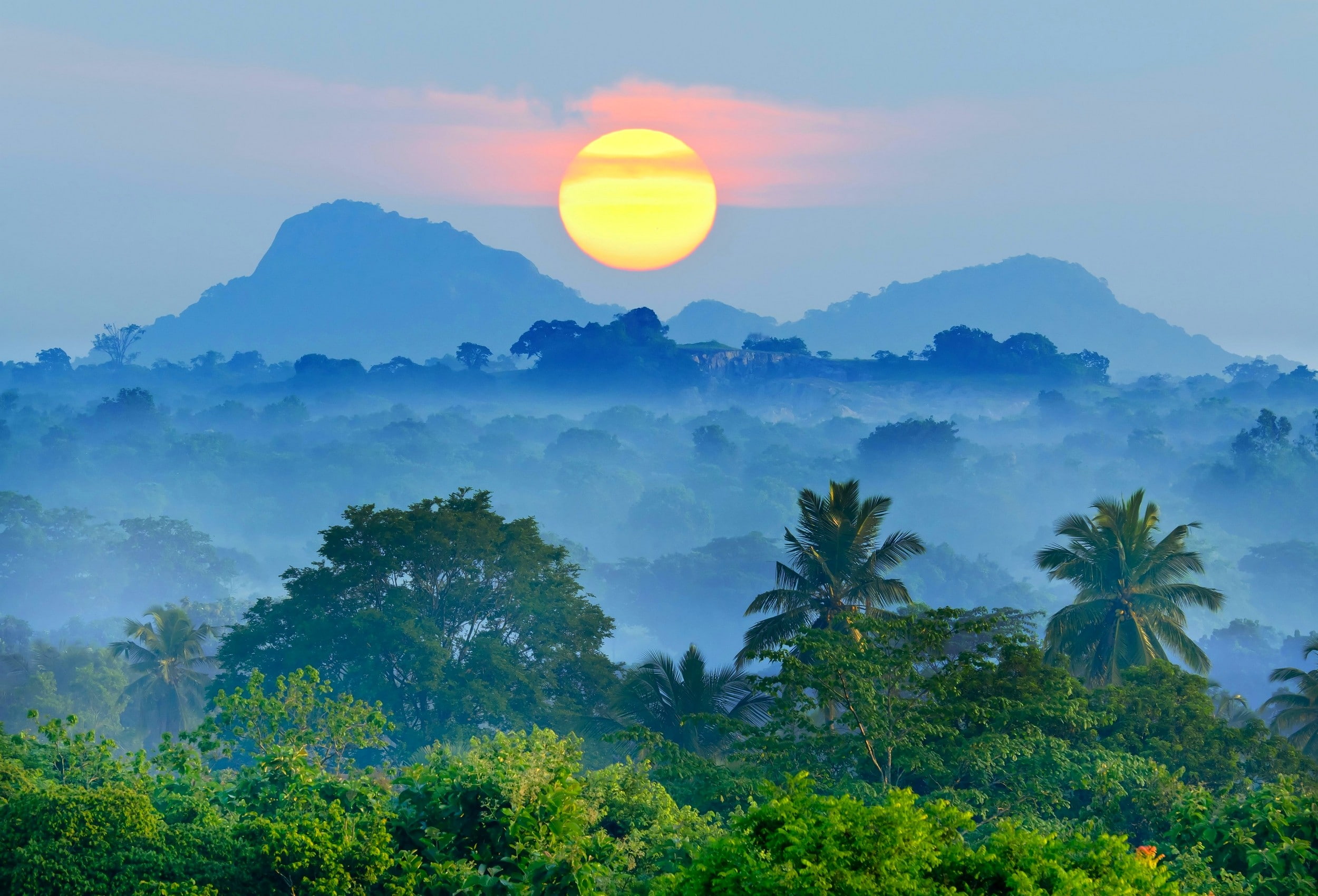 mountains, fog, growth, palm trees, tree, tropical, scenics - nature, mountain peak, mist, nature, plant, tranquility, sunset, landscape, environment, idyllic, HD Wallpaper