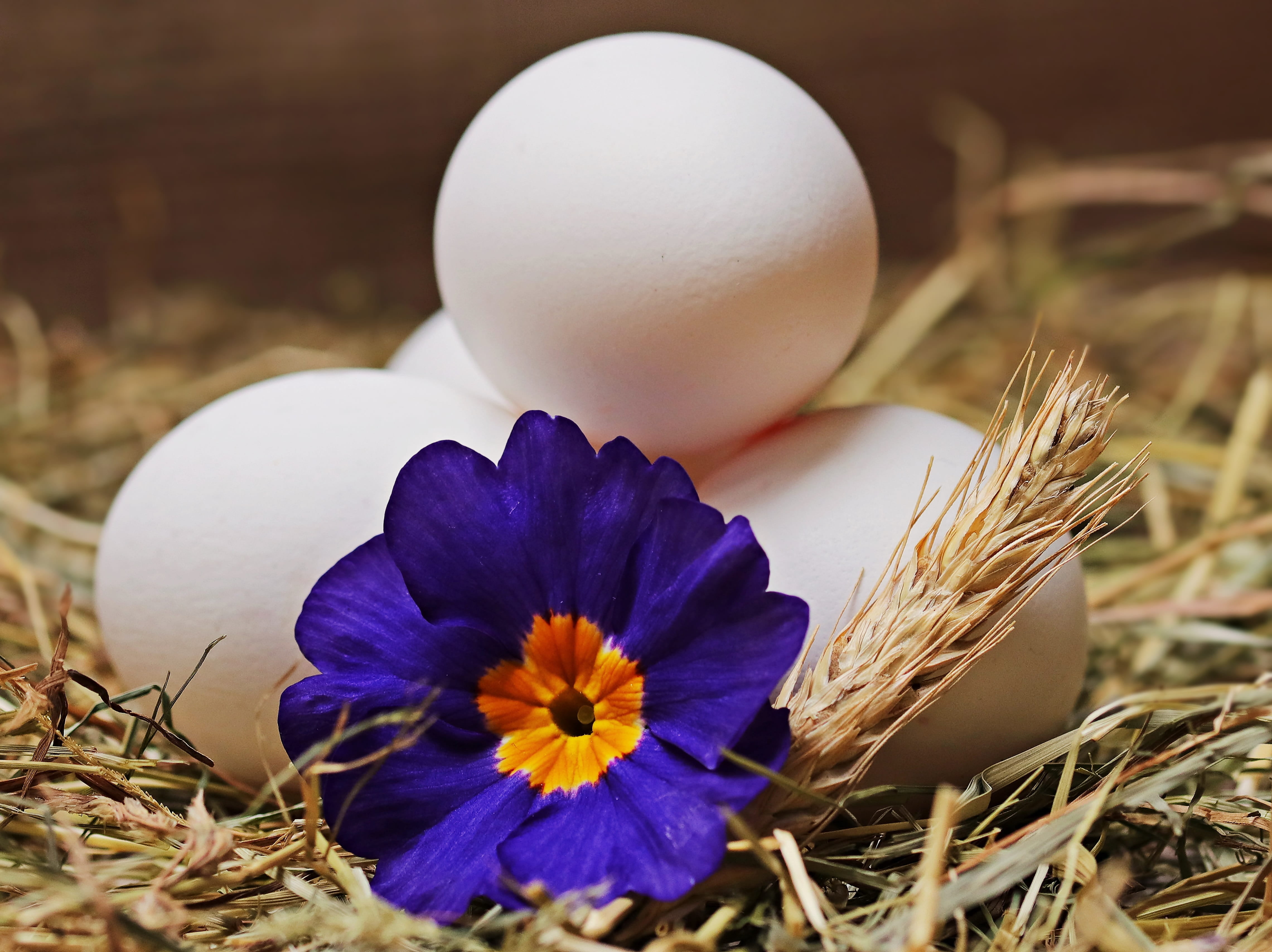 chicken eggs, hay, selective focus, blossom, plant, flower, blue flower, no people, celebration, food and drink, holiday, easter egg, grass, straw, crocus, HD Wallpaper