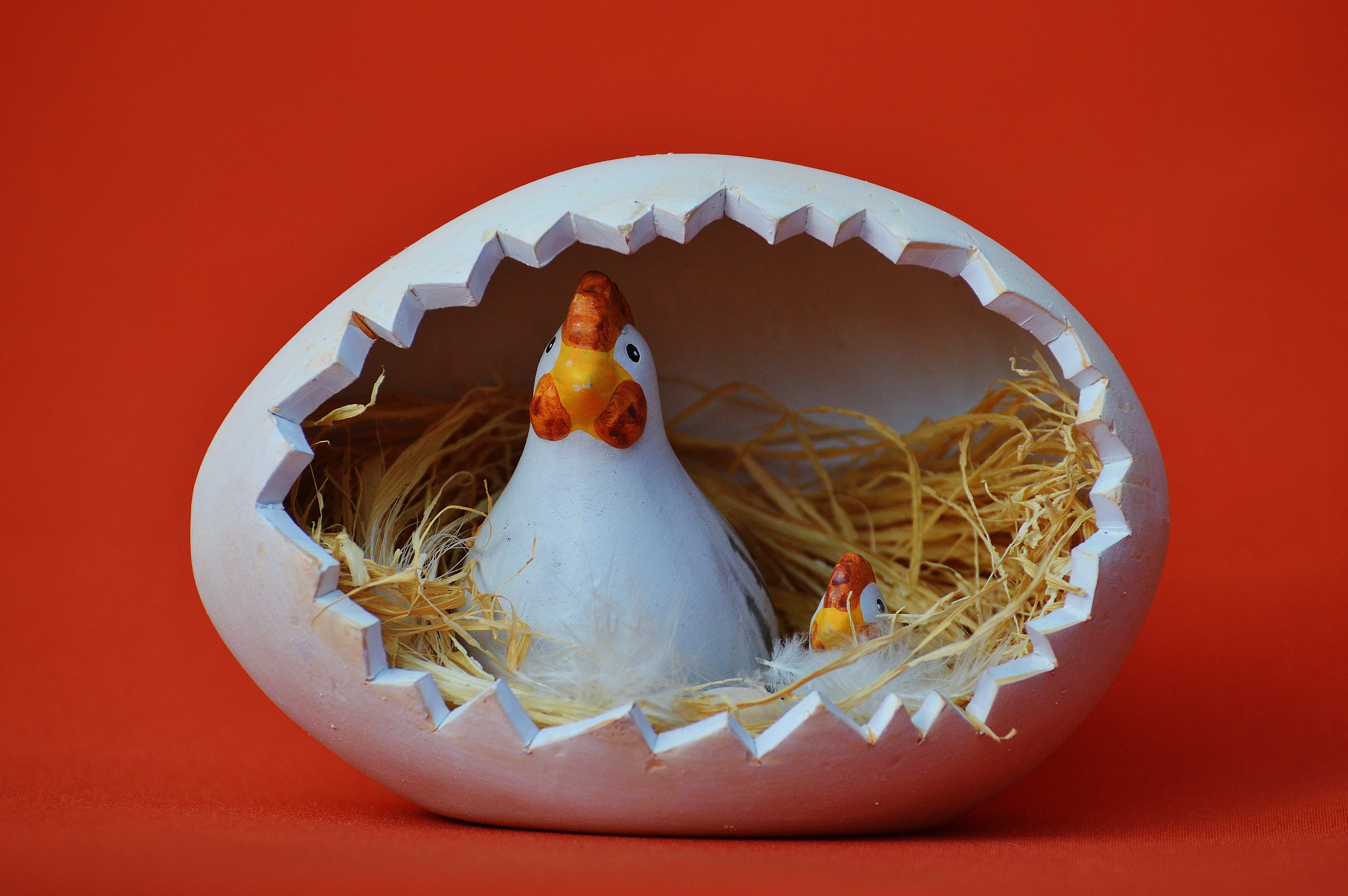two, hens, still life, colored background, studio shot, fun, happy easter, inside, close-up, white, 5K, food, sweet food, food and drink, red background, HD Wallpaper
