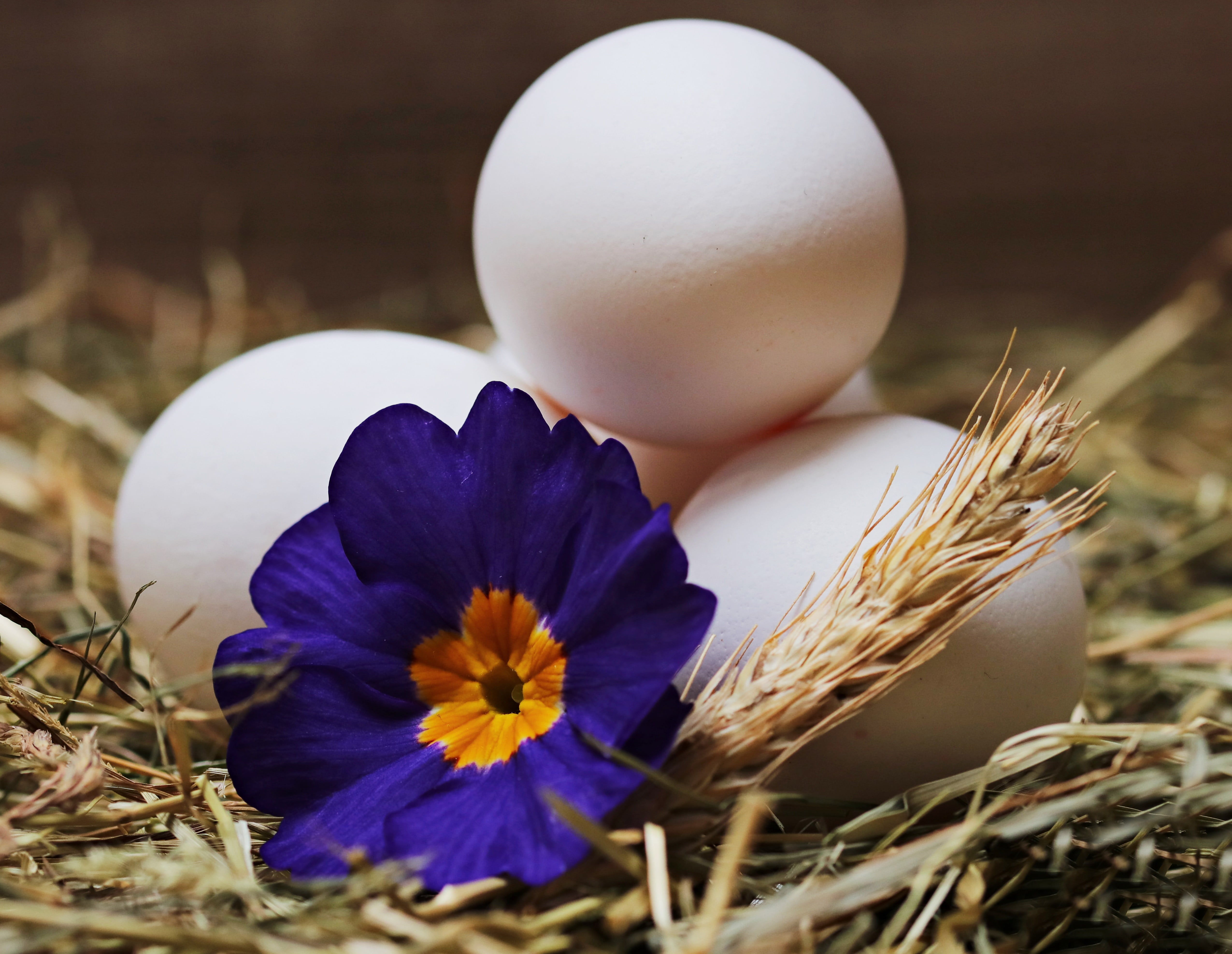 selective, outdoors, flowering plant, eat, celebration, chicken eggs, selective focus, purple, flower, beauty in nature, nature, blue, easter egg, easter, HD Wallpaper