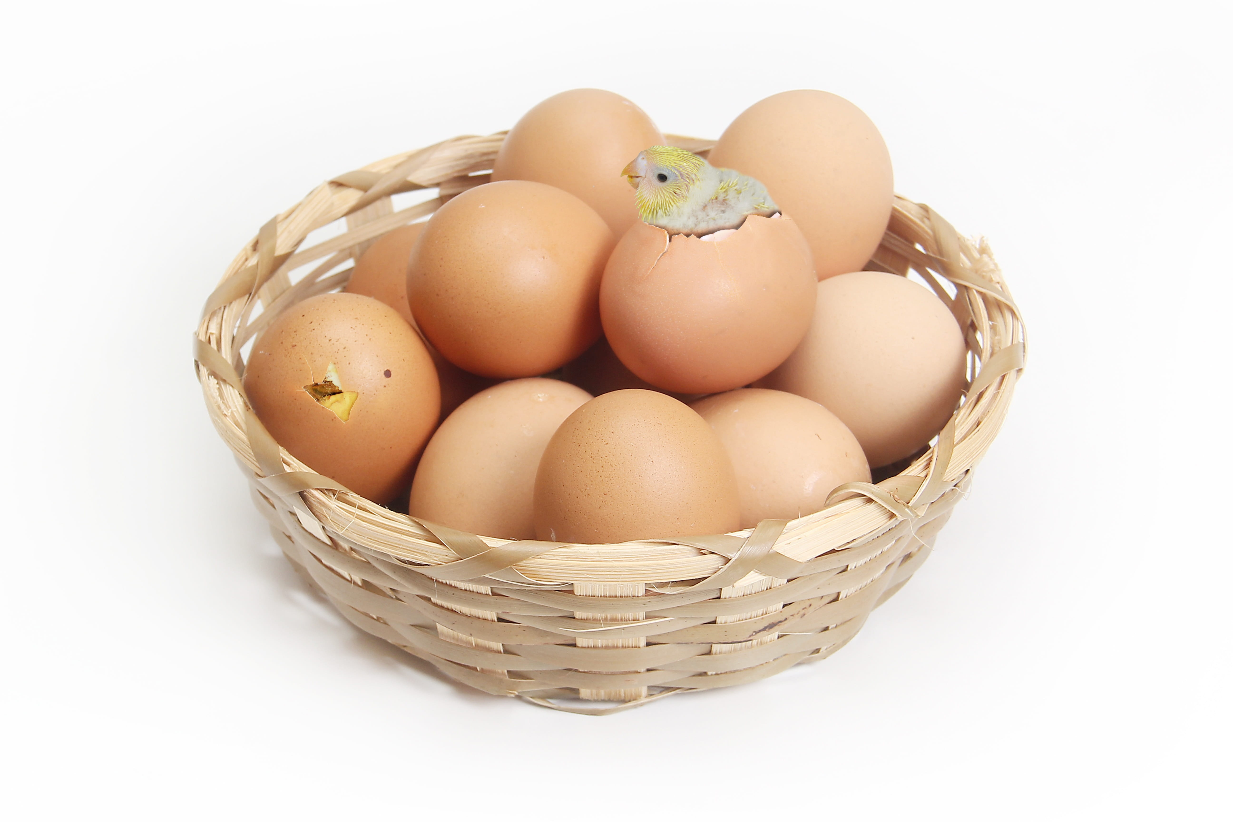 animal egg, hatched, lamp, vulnerability, small, wellbeing, brown, small eggs, indoors, raw food, white background, food and drink, custom, wicker, chicken, HD Wallpaper